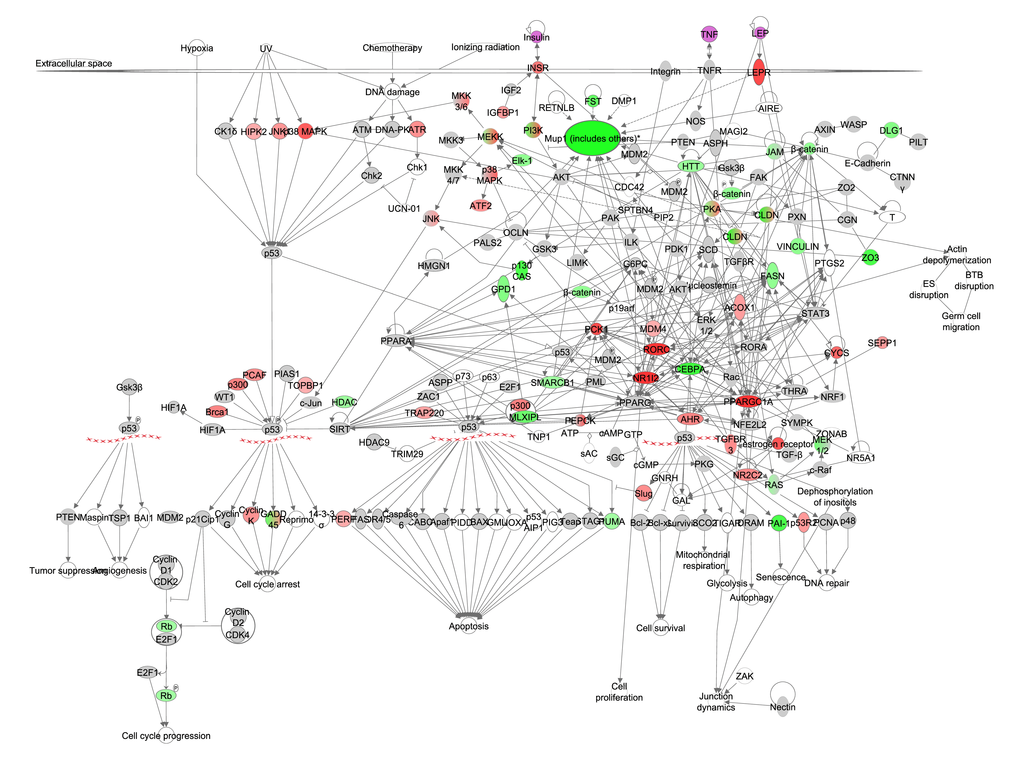 The reproduction pathway constructed in the Ingenuity Pathway Analysis 
(IPA, www.qiagen.com/ingenuity) program. The normalized counts for each gene were correlated with the increase in calorie restriction (CR) level by Pearson correlation method. The pathway is colored based on a cut-off of an absolute correlation coefficient higher than 0.3. Red indicates a positive correlation with increasing CR level while green indicates a negative correlation. Circulating levels of insulin, TNF-α and leptin were significantly reduced in these mice [15] and this is indicated by a purple color.