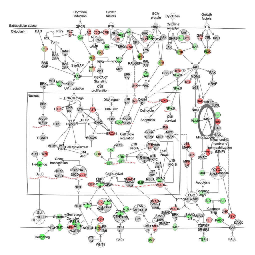 The cancer signaling pathway obtained from the Ingenuity Pathway Analysis 
(IPA, www.qiagen.com/ingenuity) program. The normalized counts for each gene were correlated with the increase in calorie restriction (CR) level by Pearson correlation method. The pathway is colored based on a cut-off of an absolute correlation coefficient higher than 0.3. Red indicates a positive correlation with increasing CR level while green indicates a negative correlation. The string of Xs represent DNA and indicate a transcriptional effect of a gene.