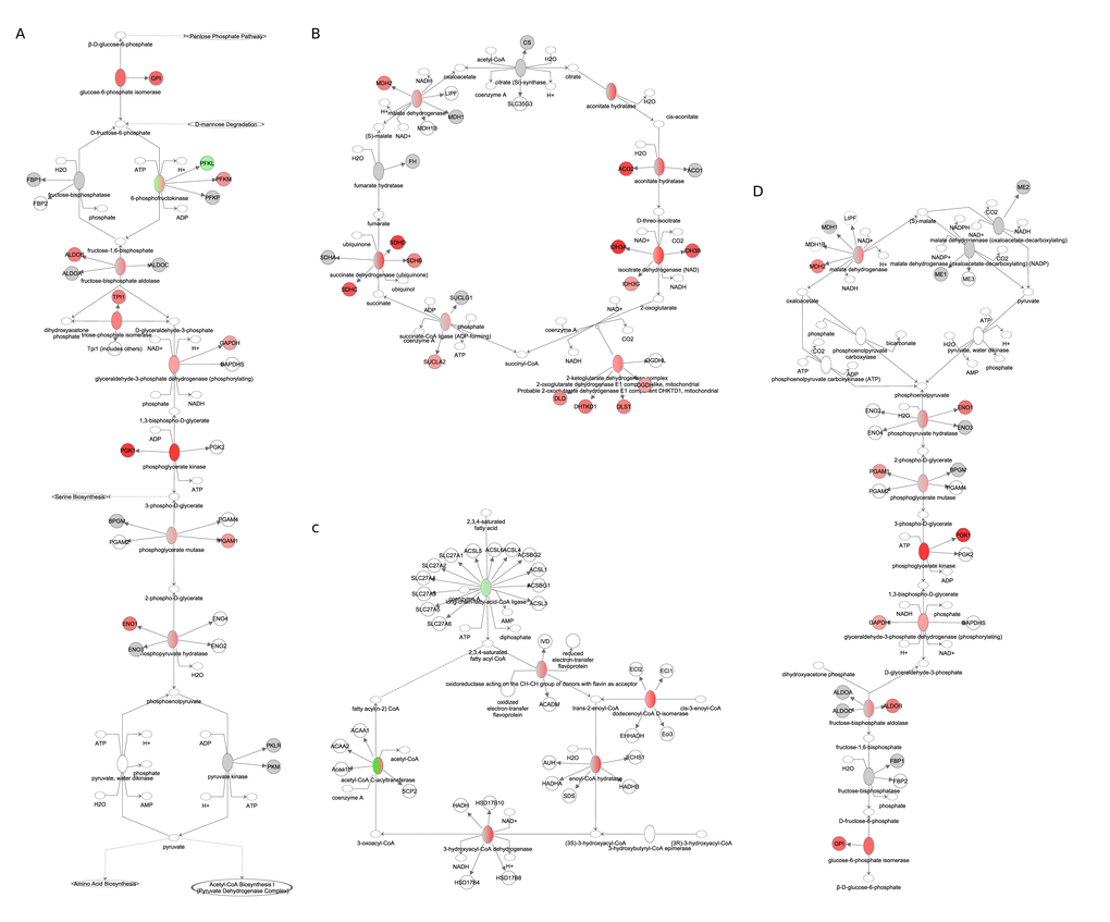 Fuel utilization pathways obtained from the Ingenuity Pathway Analysis (IPA,   www.qiagen.com/ingenuity) program. The normalized counts for each gene were correlated with the increase in calorie restriction (CR) level by Pearson correlation method. The pathway is colored based on a cut-off of an absolute correlation coefficient higher than 0.3. Red indicates a positive correlation with increasing CR level while green indicates a negative correlation. (A) glycolysis. (B) TCA cycle (C) fatty acid β-oxidation. (D) gluconeogenesis.