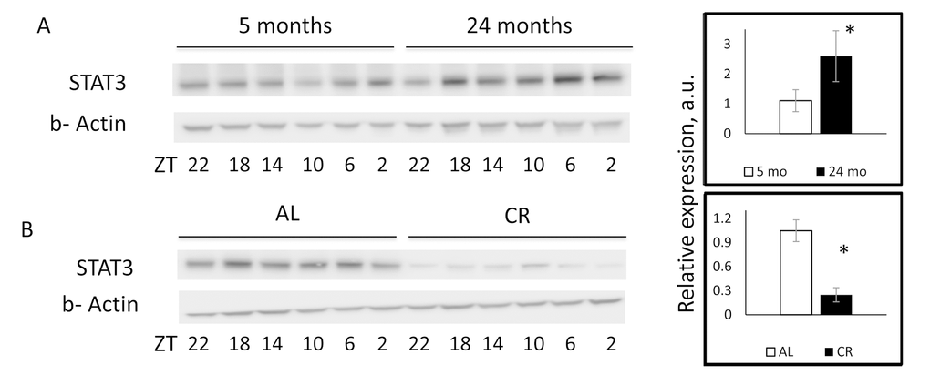 CR reversed age induced upregulation of STAT3 protein expression. Representative western blotting and quantification of STAT3 protein expression in the livers of (A) 5 month old (open bars) or 24 months old (black bars) mice. (B) Mice on AL (open bars) or CR (black bars) mice. * - statistically significant difference (p