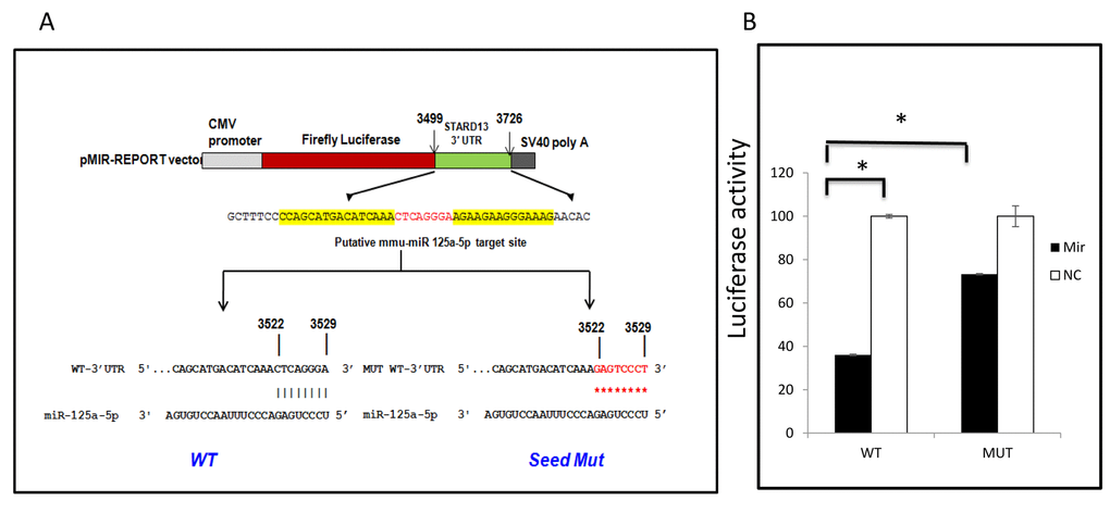 mIR125a-5p targets 3’UTR of Stard13. (A) luciferase reporter construct containing 228 nucleotide sequence from Stard13 3’ UTR with either WT or mutant (MUT) miR125a-5p target sites. (B) CHO-K1 cells were cotransfected with the constructs presented in figure 5(A) and with mmu-miR 125a-5p mimic or Negative control (NC) as indicated.