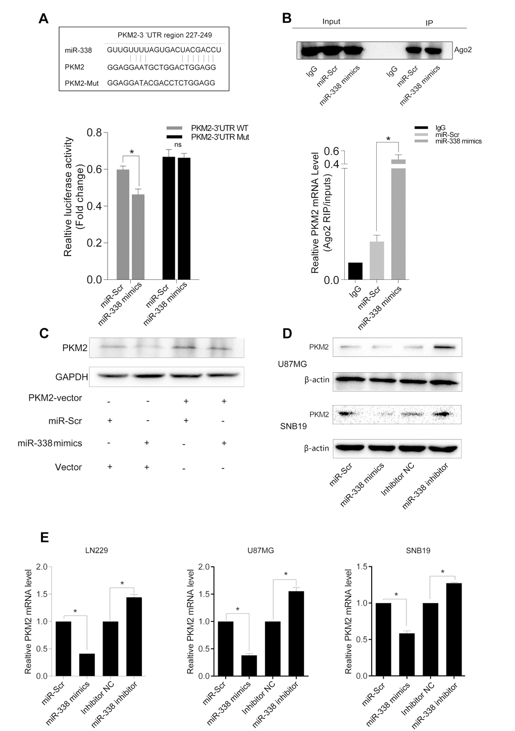 MiR-338 binds to and degrades PKM2 transcripts through the RISC. (A) Graphic of the seed sequence of miR-338 matched with the 3′-UTR of the PKM2 gene, and the design of wild-type or mutant PKM2 3′-UTRs containing reporter constructs. Luciferase reporter assays in glioma cells after co-transfection of cells with wild-type or mutant PKM2 3′-UTRs and miRNA. The data represent the fold-change in the expression (mean and standard error) of three replicates (PB) Western blot of AGO2 protein immunoprecipitated from cell extracts with an AGO2 antibody, or IgG. The amount of PKM2 bound to AGO2 or IgG was measured by qrt-PCR in the presence of miR-338 mimics or miR-Scr (PC) Western blot of the effect of miR-338 overexpression on PKM2 protein expression after cells were transfected with the PKM2 plasmid or plain vector. (D) Western blot of PKM2 expression 48 hours after cells were transfected with miR-Scr/miR-338 or with inhibitor-NC/miR-338 inhibitor. (E) Qrt-PCR of PKM2 mRNA expression 48 hours after transfection (P