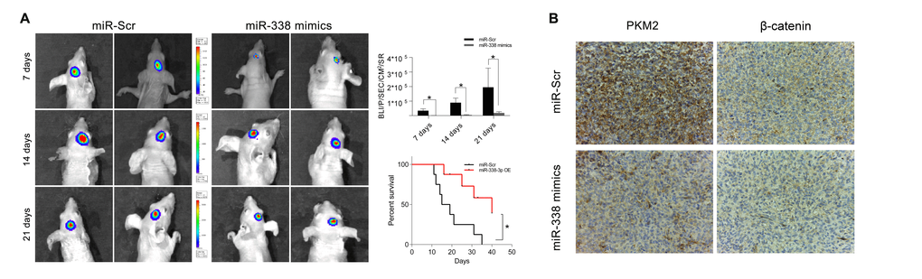 MiR-338 inhibited tumor growth in vivo and prolonged the survival period. (A) Luminescence imaging for miR-338-treated U87-luc tumors versus miR-Scr-treated controls (PB) IHC staining revealed that PKM2 and β-catenin protein levels were lower in the miR-338-treated group than in the miR-Scr-treated group.