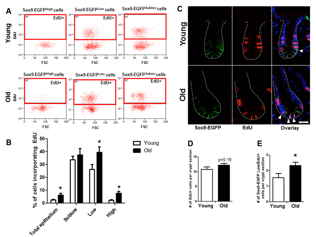 Old mice exhibit increased proportion of Sox9-EGFPLow IESC and Sox9-EGFPHigh cells in S-phase as assessed by flow cytometry and histology. (A and B) Relative abundance of Sox9-EGFP expressing populations that have incorporated EdU was measured by flow cytometry. n=6 animals per group, *pC) Representative images of crypt sections from young and old Sox9-EGFP mice stained with EGFP, S-phase marker EdU and nuclear marker DAPI. Closed arrows indicate Sox9-EGFPLow IESC in S-phase. (D) Number of total crypt cells incorporating EdU per Sox9-EGFP crypt section. n=6 animals per group. (E) Number of Sox9-EGFPLow IESC incorporating EdU per crypt section. n=6 animals per group, *p