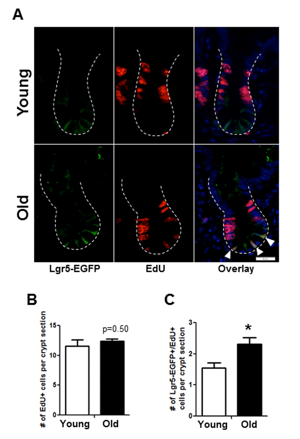 Histology to demonstrate increased proportion of Lgr5-EGFP IESC in S-phase in old mice. (A) Representative images of crypt sections from young and old Lgr5-EGFP mice stained with EGFP, S-phase marker EdU and nuclear marker DAPI. Closed arrows indicated Lgr5-EGFP IESC in S-phase. (B) Number of total crypt cells incorporating EdU per crypt section. n=5 young and 6 old animals. (C). Number of Lgr5-EGFP IESC incorporating EdU per crypt section. n=5 young and 6 old animals, *p