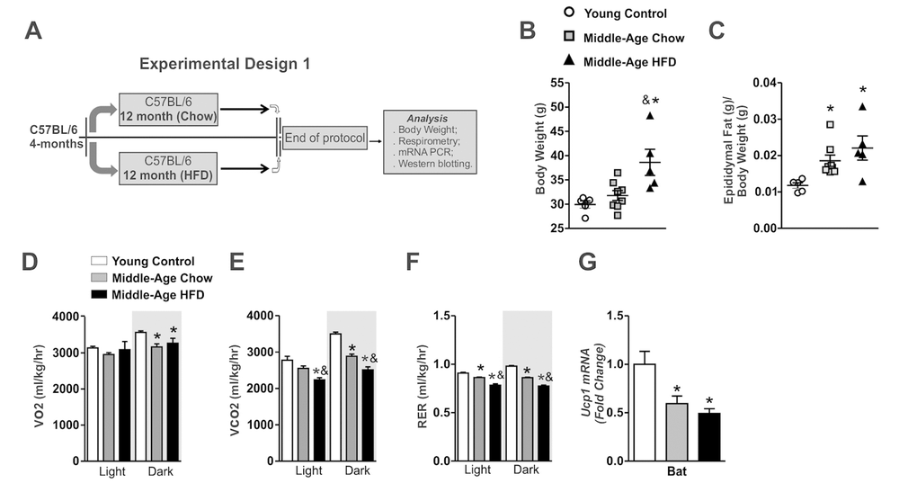 Effects of long-term of high-fat diet consumption in Middle-Age mice. Experimental design 1 (A). Body weight and epididymal fat (B and C) (n=5-8 per group). VO2 (D), CO2 (E), RER (F) (n= 4-5 per group). Ucp1 mRNA in the brown adipose tissue (n=5-8 per group) (G). The animals were fasted for 8 hours before the brown adipose tissue extraction. Data are expressed as means ± SEM. *, p&, p