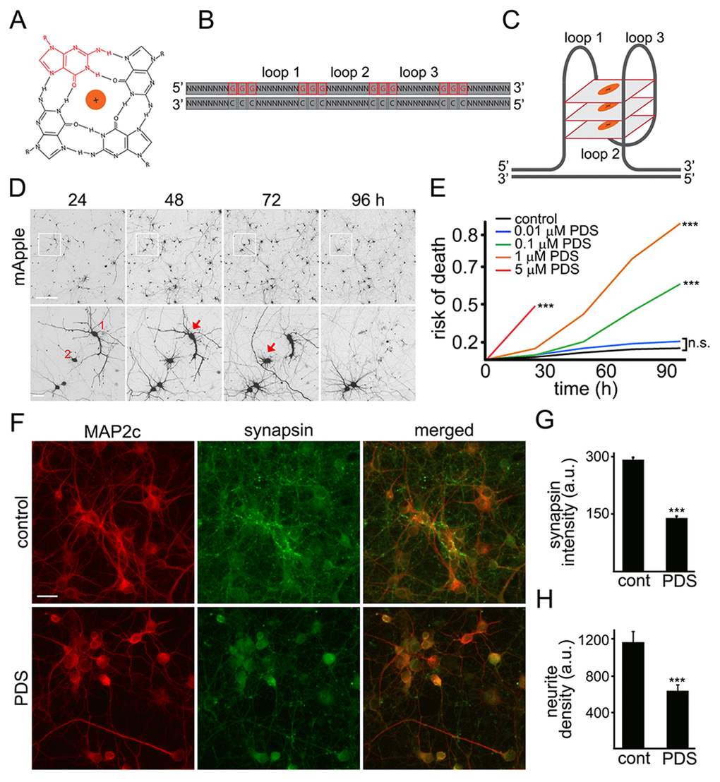 Pyridostatin is neurotoxic for primary cortical neurons. (A) G-quadruplex is a non-canonical DNA secondary structure. Four guanine molecules (a single guanine is in red) can assemble into a square planar structure. The structure of a G-quadruplex is stabilized by hydrogen bonds between guanines and the interactions with a monovalent cation (Na+ or K+) resided in the central channel. (B) Repetitive guanine-rich DNA or RNA sequences have the potential to form G-quadruplex structures (C). (D) An example of survival analysis. Primary cortical neurons were transfected with mApple (a morphology and viability marker) and tracked with an automated microscope. Images collected every 24 h demonstrate the ability to return to the same field of neurons and to follow them over time. Each image is a montage of non-overlapping images captured in one well of a 24-well plate. Scale bar is 100 μm. A region from the original images at different time points is zoomed in to demonstrate longitudinal single-cell tracking (bottom panel). Red arrows depict two neurons that degenerate before 96 h after transfection. Note that neurites of the neuron 1 retract overtime. Scale bar is 20 μm. (E) Primary cortical neurons were transfected with mApple and treated with a vehicle or with different concentrations of pyridostatin (PDS; 0.01–5 μM). Transfected neurons were tracked with an automated microscope. Risk of death curves demonstrate that pyridostatin is neurotoxic. ***pF) Primary cortical neurons were treated with a vehicle (upper panel, control) or with 1 μM pyridostatin overnight (lower panel; PDS), fixed and stained with antibodies against MAP2c (red) and synapsin (green). Scale bar is 10 μm. (G) Quantification of the synapsin fluorescence intensity from (F). ***pH) Quantification of the neurite density from (F). MAP2c staining was used by the algorithm to identify and analyze neurites. ***p