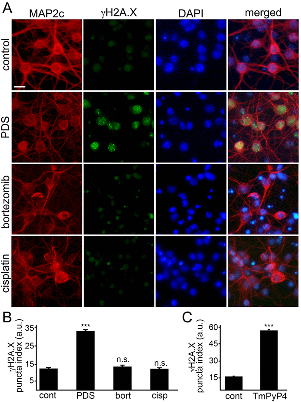 G-quadruplex-stabilizing drugs upregulate γH2A.X. (A) Primary cortical neurons were treated with a vehicle (control) or with 1 μM pyridostatin (PDS) or with 200 nM bortezomib (bortezomib) or with 10 μM cisplatin (cisplatin) overnight, fixed, and stained for MAP2c (red), a marker of DNA DSBs phosphorylated histone H2A variant X, γH2A.X (green), and with the nuclear Hoechst dye (blue). Scale bar is 10 μm. (B) The puncta index was estimated by measuring the standard deviation of the γH2A.X fluorescence intensity. Primary cortical neurons were treated with a vehicle (control, cont) or with 1 μM pyridostatin (PDS), or with 200 nM bortezomib (bort), or with 10 μM cisplatin (cisp) overnight, then fixed, and immunostained with antibodies against MAP2c and γH2A.X, and co-stained with the nuclear Hoechst dye (blue). ***pbort=0.1995; pcis=0.8228). A.u., arbitrary units. Four hundred neurons were analyzed from three independent experiments. (C) Primary cortical neurons were treated with a vehicle (control, cont) or with a G-quadruplex stabilizing drug, TmPyP4 (1 μM, overnight), then fixed, immunostained against MAP2c and γH2A.X, and co-stained with the nuclear Hoechst dye (blue). ***p