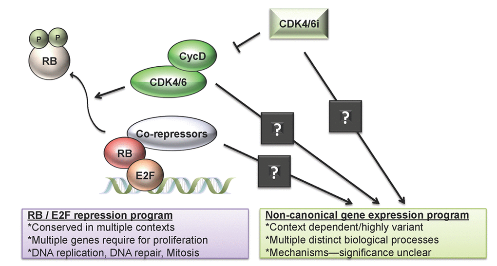 Transcriptional responses to CDK4/6 inhibition. The pharmaceutical inhibition of CDK4/6 results in two distinct series of transcriptional programs. First, CDK4/6 inhibition results in the blockade of RB phosphorylation and enhanced RB-mediated transcriptional repression. This gene expression program is highly conserved and involves multiple genes that are “universally” required for proliferation. These genes play critical roles in DNA replication, DNA repair, and mitotic progression. In contrast, there is poorly understood cadre of genes that are regulated as a consequence of CDK4/6 inhibition. The mechanisms and pathways that lead to the induction of these genes is poorly understood, as is their significance to the functional effects of CDK4/6 inhibition. Specifically, they could represent off-target effects from the inhibitors, additional non-canonical targets for CDK4/6, or context specific targets for the RB tumor suppressor.