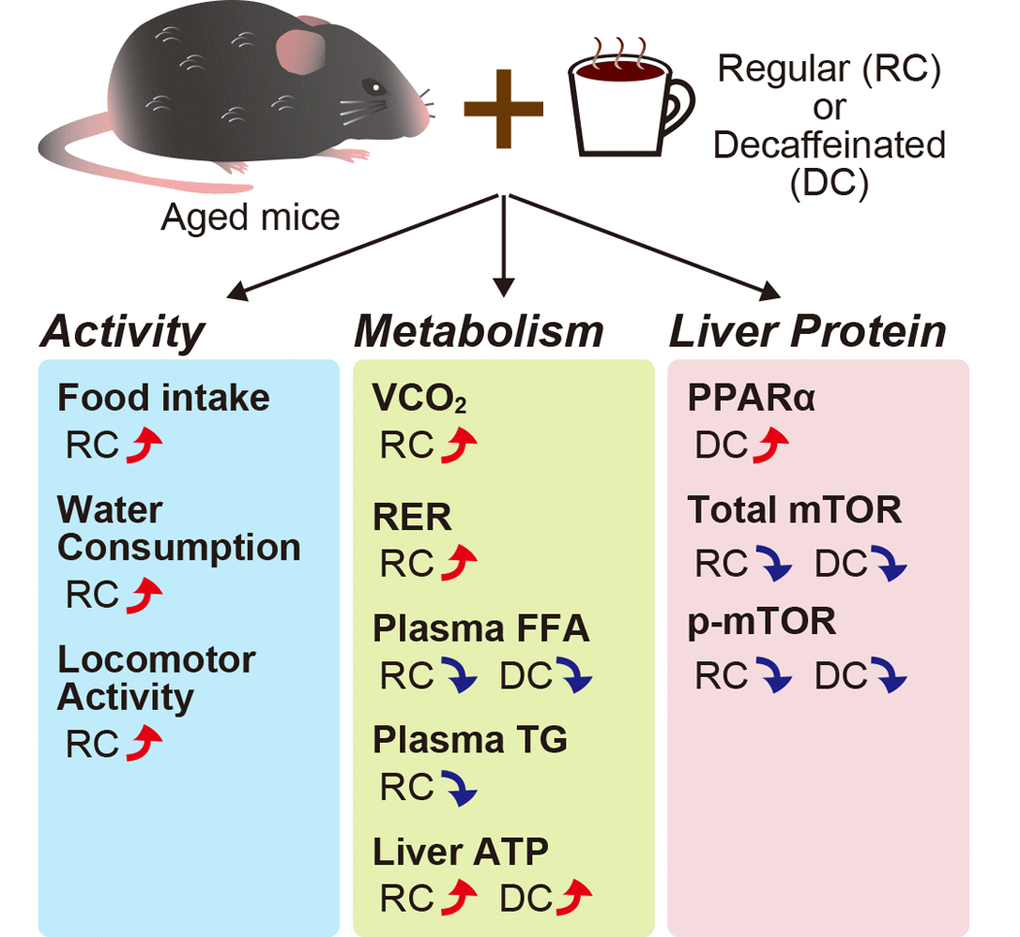 Effects of coffee consumption on aged mice. Coffee consumption in aged mice reduced the mTOR and p-mTOR levels in the liver. mTOR, mammalian target of rapamycin; PPARα, peroxisome proliferator-activated receptor α; RER, respiration exchange ratio; VCO2, volume of carbon dioxide excretion.
