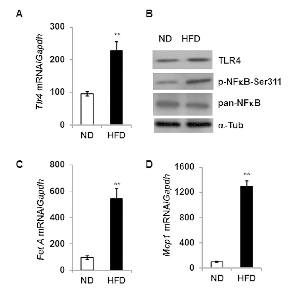 High fat diet induced expression of Tlr4, Fet A and Mcp1 in the adipose tissue.Tlr4 gene expression pattern at mRNA (A) and protein (B) level in adipose tissue of 5 m old mice fed with either normal diet (ND) or high fat diet (HFD) for 16 weeks. mRNA expression of Fet A is presented in (C) and Mcp1 in (D). Data represented in bar diagrams are mean + SD value of relative mRNA expression from three independent experiments where total RNA was extracted from gonadal fat pads of ND (n=5) and HFD (n=5) mice. Proteins levels were analyzed by western blotting. Data presented here are representative image of three independent experiments. The significance levels **p