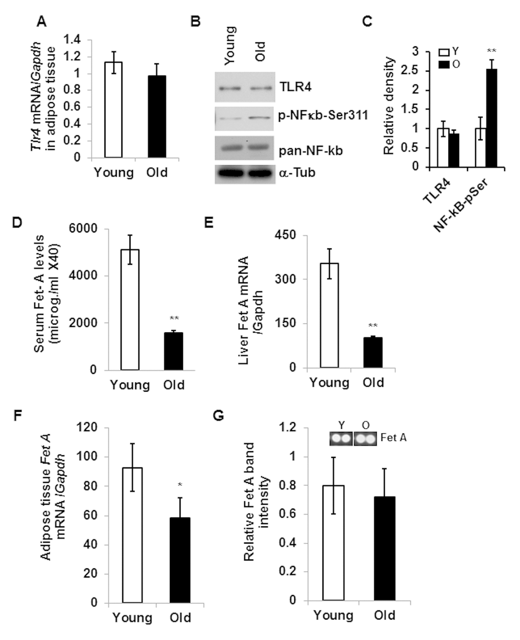 Aging associated adipose tissue inflammation is not correlated with the expression of TLR4 or its endogenous ligand, Fet A. Relative expression of Tlr4 gene in the adipose tissue of young or old mice at mRNA (A) and protein (B) levels. NF-κB activation was determined by western blotting using NF-κB-phospho-serine311 antibody (B). The relative density is expressed in (C). (D) Serum Fet A levels in young and old mice. (E) Relative mRNA expression of Fet A in the liver. mRNA expression of Fet A (F) and protein levels (G) in the adipose tissue of young and old mice. Data represented in bar diagrams are mean + SD value of relative mRNA expression from three independent experiments where total RNA was extracted from gonadal fat pads of young (n=5) and old (n=5) mice and used as a template for one-step qRT-PCR reaction. Protein expressions were determined by western blotting of adipose tissue lysates from young (n=5) and old (n=5) mice. Data presented here are representative image of three independent experiments. The significance levels *pp