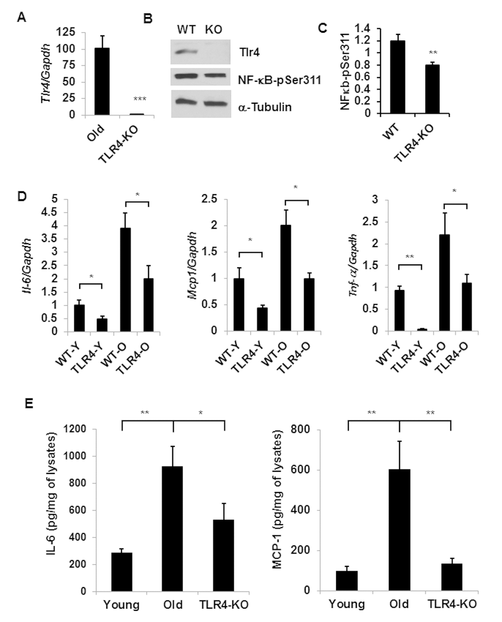 TLR-4 mutant old mice are protected from adipose tissue inflammation. Expression of Tlr4 gene products: mRNA (A) and protein (B) levels together with NF-κB activation by using a phospho-NF-κB p65 pSer311 antibody in western blotting analysis. The relative protein density is expressed in (C). (D) Expression profile of pro-inflammatory cytokine genes (Il-6, Mcp1 and Tnf-a) in the adipose tissue of young or old of both WT and TLR4 deficient mice. (E) The protein product of IL-6 and MCP1 in the SVF lysates derived from the adipose tissues of young WT and old WT or old TLR4 deficient mice. Data represented in bar diagrams are mean + SD value of relative mRNA expression from three independent experiments where total RNA was extracted from gonadal fat pads of young (n=5) and old (n=5) mice. Data presented here are representative images of three independent experiments. The significance levels *pp