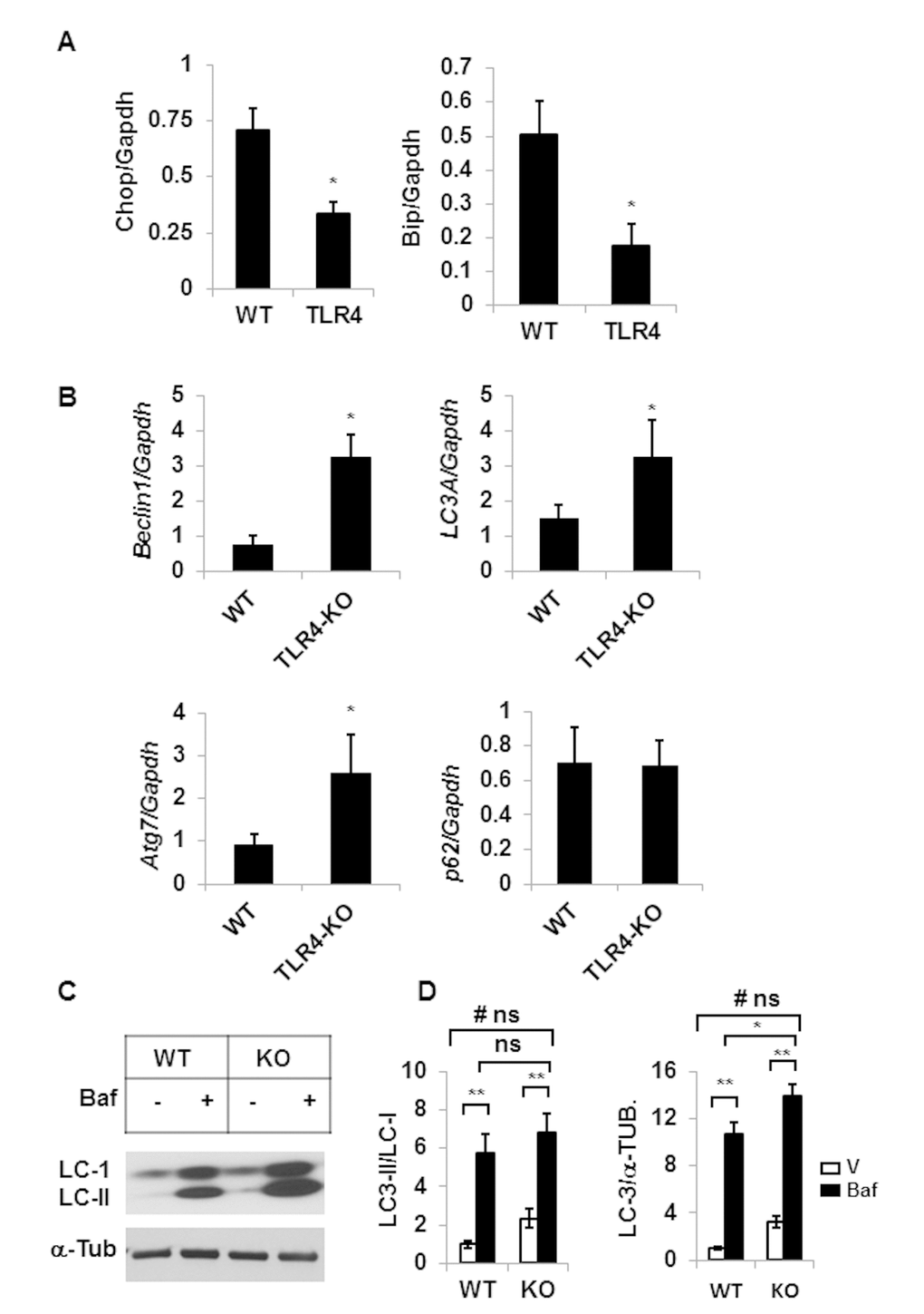 TLR4-KO old mice are protected from adipose tissue inflammation and ER stress. Relative mRNA expressions of ER stress response genes (A) and autophagy genes (B) in adipose tissue of old (20 m) WT and TLR4 deficient mice were analyzed by qRT-PCR. Data represented in bar diagrams are mean + SD value of relative mRNA expression from three independent experiments where total RNA was extracted from the adipose tissue of WT (n=5) and TLR4 deficient (n=5) mice and used as a template for one-step qRT-PCR reaction. (C) Western blot analysis of II/I from SVFs lysates isolated from WT (n=5) and TLR4-KO (n=5) and pooled and treated with either vehicle (DMSO) or Baf (10 nM) for 18h in culture. The density of protein bands from three independent experiments were normalized with α-tubulin and plotted (D). Values were presented as mean + SD of three independent experiments. Significance of difference between means was determined by Student’s t-test and indicated by *pp# indicated the significance level (p