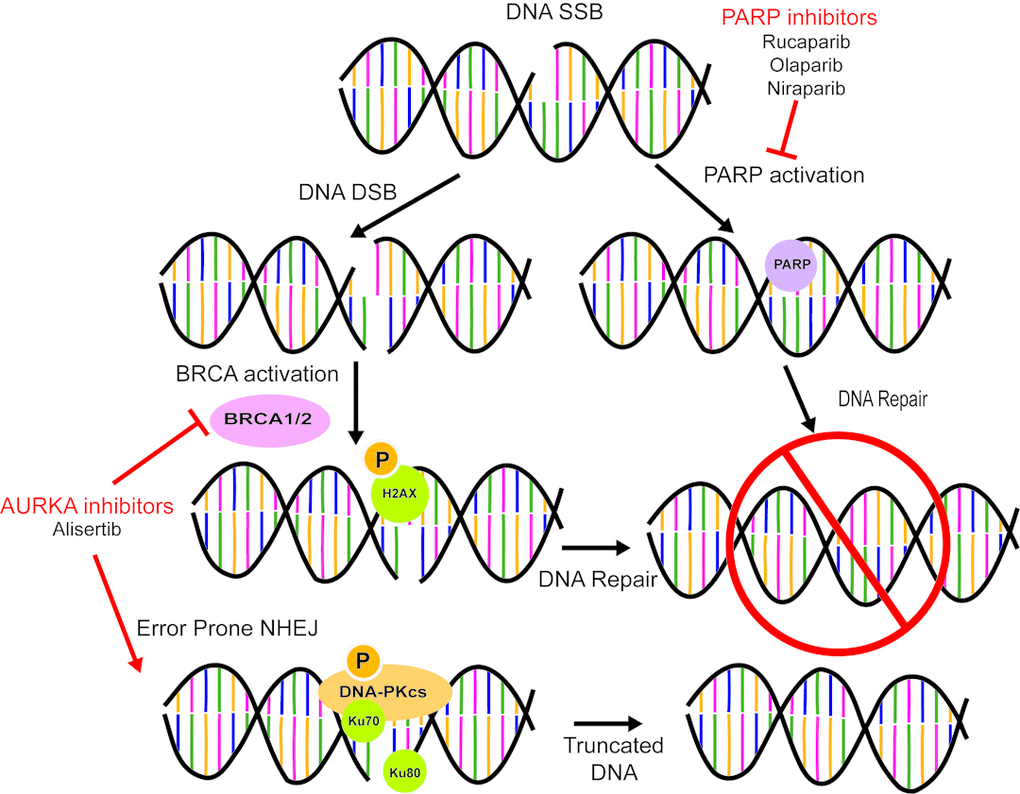 AURKA Inhibition Induces BRCAness and Promotes NHEJ DNA Repair. PARP inhibitors (rucaparib, olaparib, niraparib) block DNA SSB repair. AURAK inhibitors (alisertib) blocks BRCA function and promotes error prone NHEJ DNA repair of DNA double strand breaks.