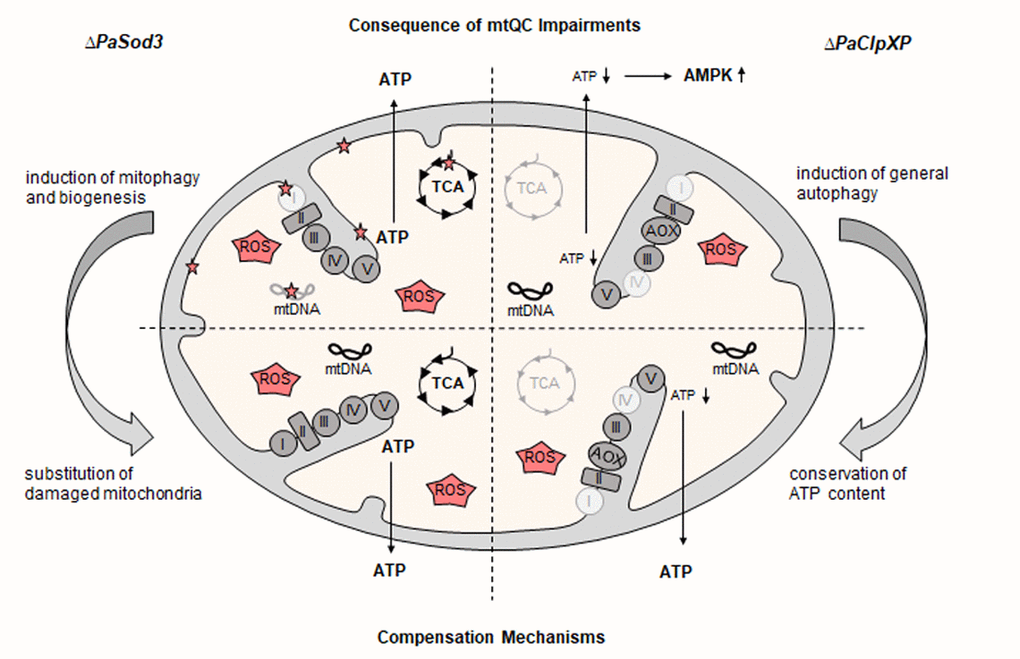 Compensation of mtQC impairments. Loss of mitochondrial superoxide dismutase PaSOD3 leads to unspecific damage of all kinds of molecules (red stars) by ROS. This damage, as long as it is not excessive, does not significantly effect ATP generation. Within certain limits, the accumulation of damage can be compensated by induction of mitophagy and mitochondrial biogenesis, leading to a remodeling and/or substitution of damaged mitochondria and a wild-type-like lifespan. In contrast, ablation of the mitochondrial PaCLPXP leads to impaired mitochondrial respiration complexes and other enzymes of the energy metabolism (light grey). This impairment can be compensated by a response leading to the induction of alternative oxidase (AOX) and by upregulation of general autophagy and results in the conservation of a wild-type-like ATP content.