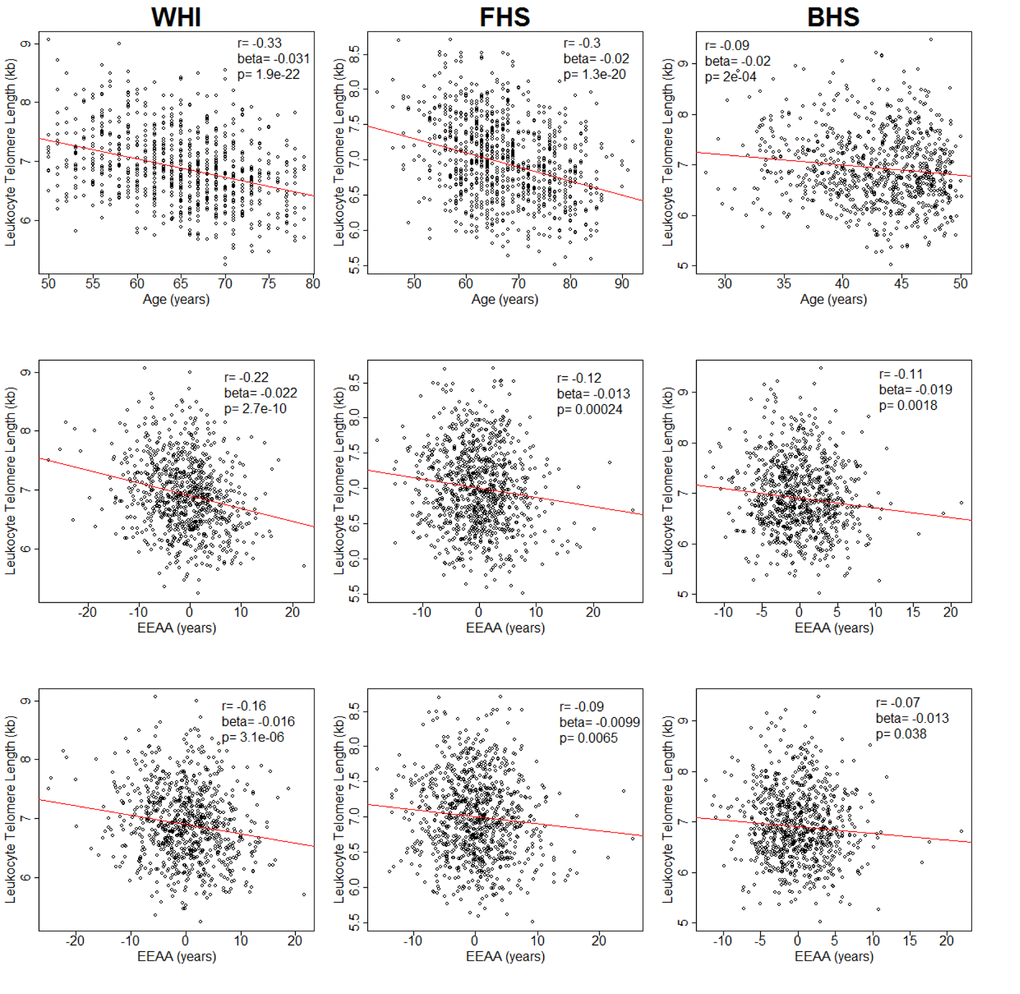 Plots of leukocyte telomere length (LTL) against chronological age (upper row) and extrinsic epigenetic age acceleration (EEAA) (second and third rows). Second row displays unadjusted EEAA. Third row displays EEAA adjusted for BMI, sex, race/ethnicity, and current smoking status. First column displays associations for the Women's Health Initiative (WHI, n=804). Second column displays associations for the Framingham Heart Study (FHS, n=909). Third column displays associations for the Bogalusa Heart Study (BHS, n=826).