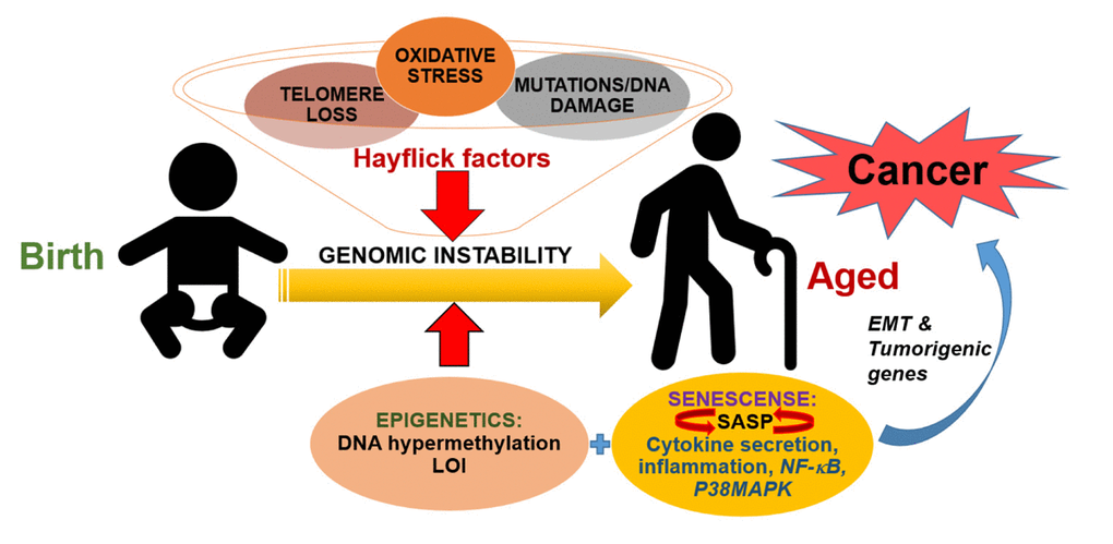 Mechanisms of interplay between aging and cancer. During normal aging, accumulation of damaged DNA, telomere loss, mutations and subsequent oxidative stress-dependent changes, the so-called “Hayflick factors” lead to overall genomic instability. Meanwhile, the increasing abundance of aberrant epigenetic changes such as DNA hypermethylation and loss of imprinting (LOI) can also significantly contribute to genomic instability. Yet another complication arises as these advanced senescent cells develop the senescence-associated secretory phenotype (SASP), which is accompanied by robust cytokines secretion that can act on premalignant cells to promote a highly inflammatory tissue microenvironment. SASP itself is initiated by certain pro-inflammatory cytokines which serve as potent activators of important inflammatory signals, including the nuclear factor-κB (NF-κB) and p38 mitogen-activated protein kinase (p38MAPK) pathways. These pathways, once activated, can also establish a feed-forward loop via the transcription of cytokine target genes that in turn activate SASP. Overall, this results in activation of an epithelial-to-mesenchyme transition (EMT) and tumorigenic phenotype in cells, due to increased transcription of gene products related to these processes. This ultimately leads to cancer initiation and progression.