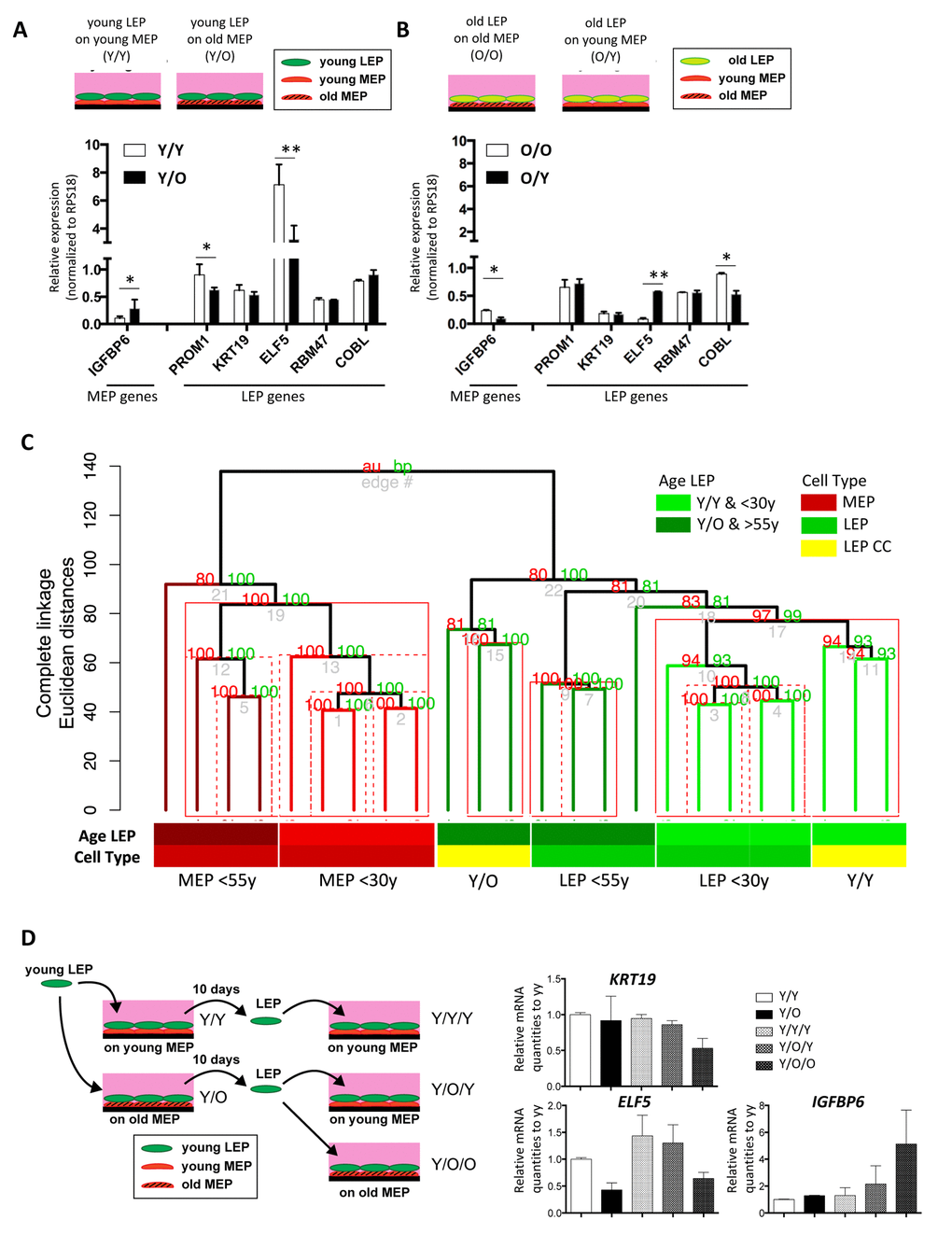 Chronological age of the apical microenvironment determines age-dependent gene expression patterns in luminal cells. (A) Schematic shows co-culture conditions VI and VII, with young LEP atop of young or old MEP, respectively. Bar graph shows differences in LEP-specific gene expression, and IGFBP6 a MEP-specific gene, in young LEP after 10 days culture on young (white) or old (black) MEP feeders. Mean ±SD, normalized to expression of RPS18. (B) Schematic shows co-culture conditions, with old LEP atop of old or young MEP, respectively. Bar graph shows differences in LEP-specific gene expression, and in IGFBP6 a MEP-specific gene, in old LEP after 10 days culture on young (white) or old (black) MEP feeders. Mean ±SD, normalized to expression of RPS18 (n=3). * and ** showed statistical significances at pC) Unsupervised hierarchical clustering of 55y (n=4) 4p LEP and MEP isogenic to the MEP strains used in co-culture (Illumina HumanHT-12 v4 BeadChips Set2). Clustering was performed on transcriptome-wide log2 gene expression levels (n=26,599 gene probes, m=20,577 mapped genes) using Euclidean distance measures and complete linkage. Percent Approximately Unbiased (AU) p-values in red, and percent Bootstrap Probability (BP) in green are calculated and annotated above each cluster (pvclust R package). Clusters with AU > 95% are highlighted by red rectangles, solid red rectangles denotes largest cluster supported by data. (D) Schematic of experimental outline for extended co-cultures. LEP were separated by FACS after 10 days co-culture either with young MEP (Y/Y) or old MEP (Y/O). LEP from Y/Y and Y/O were further co-cultured with young MEP (Y/Y/Y and Y/O/Y) or older MEP (Y/O/O). (E) Bar graphs showing gene expression levels of KRT19, ELF5 and IGFBP6 in LEP following the 7-day culture experiments. Expression was normalized to expression of RPS18 and shown by relative expression to those of Y/Y.