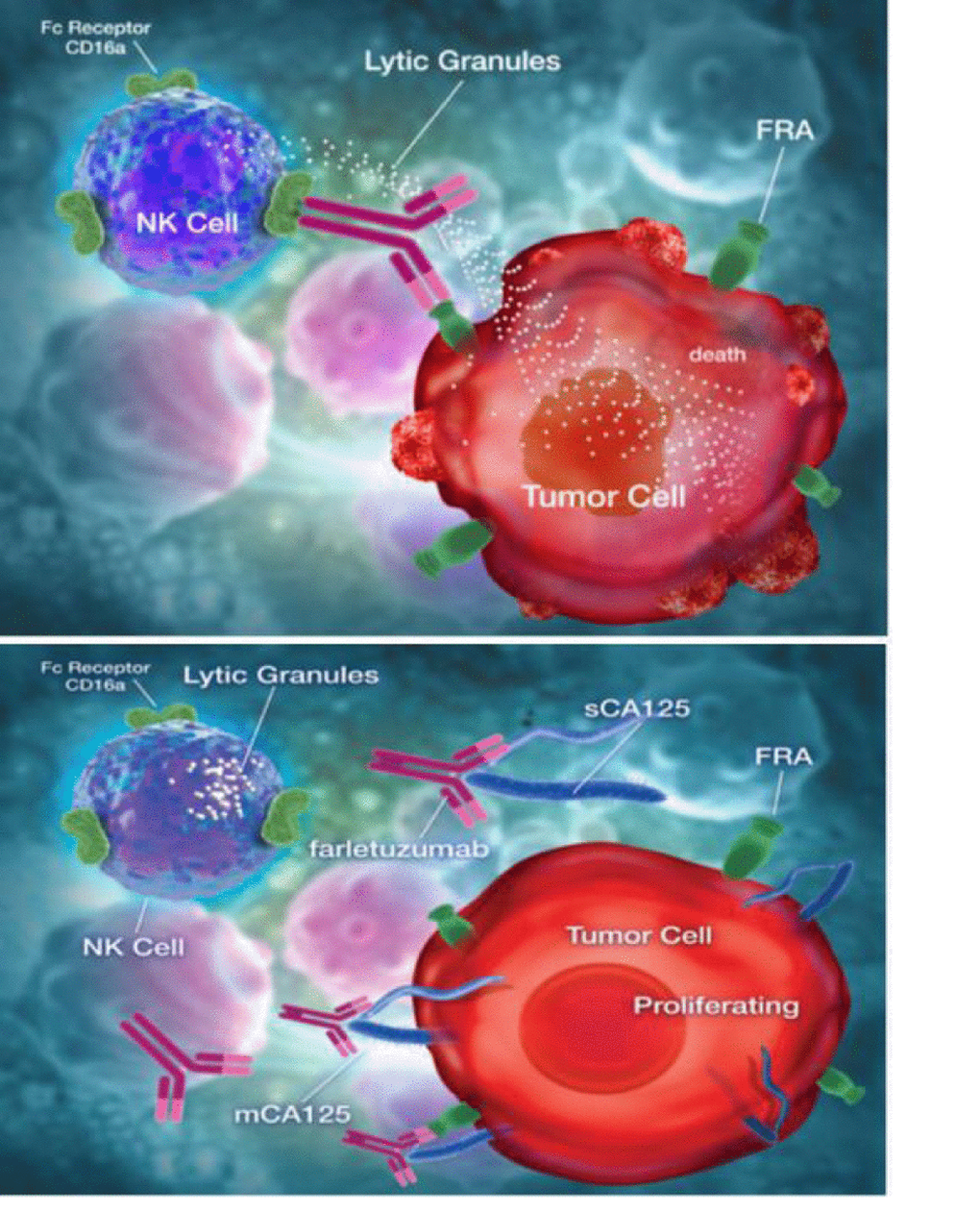 Model depicting farletuzumab ADCC by NK cells on FRA-expressing tumor cells (top) and ADCC suppression by direct binding of CA125 to antibody (bottom).
