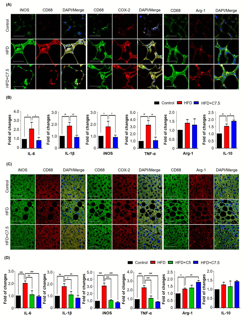 Celastrol differentially affected the expression of macrophage M1 and M2 biomarkers in epididymal adipose tissues and liver. (A) Detection of iNOS, COX-2, and arginase-1 in epididymal adipose tissues. After 21-day treatment, epididymal fat pads were recovered from mice, and stained with specific antibodies. CD68 was stained as pan-macrophage biomarker whereas the cell nuclei were stained with DAPI. The sections were imaged under a Zeiss LSM 780 confocal microscopy. Representative images were shown. Scale bar, 50 μm. (B) qRT-PCR quantification of macrophage M1 and M2 biomarkers in epididymal adipose tissues. Total RNAs were extracted from adipose tissues and analyzed by qRT-PCR technique using QuantiTect SYBR Green PCR Kit and specific DNA primers from Qiagen. N = 3; HFD, HFD only; C7.5, celastrol (7.5 mg/kg/d). (C) Detection of iNOS, COX-2, and arginase-1 in liver tissues. Livers were recovered from mice, and stained with specific antibodies. CD68 was stained as pan-macrophage biomarker whereas the cell nuclei were stained with DAPI. The sections were imaged under a Zeiss LSM 780 confocal microscopy. Representative images were shown. Scale bar, 50 μm. (D) qRT-PCR quantification of macrophage M1 and M2 biomarkers in liver tissues. Total RNAs were extracted from livers and analyzed by qRT-PCR technique using QuantiTect SYBR Green PCR Kit and specific DNA primers from Qiagen company. N = 3; HFD, HFD only; C5, celastrol (5 mg/kg/d); C7.5, celastrol (7.5 mg/kg/d); *, p p p 