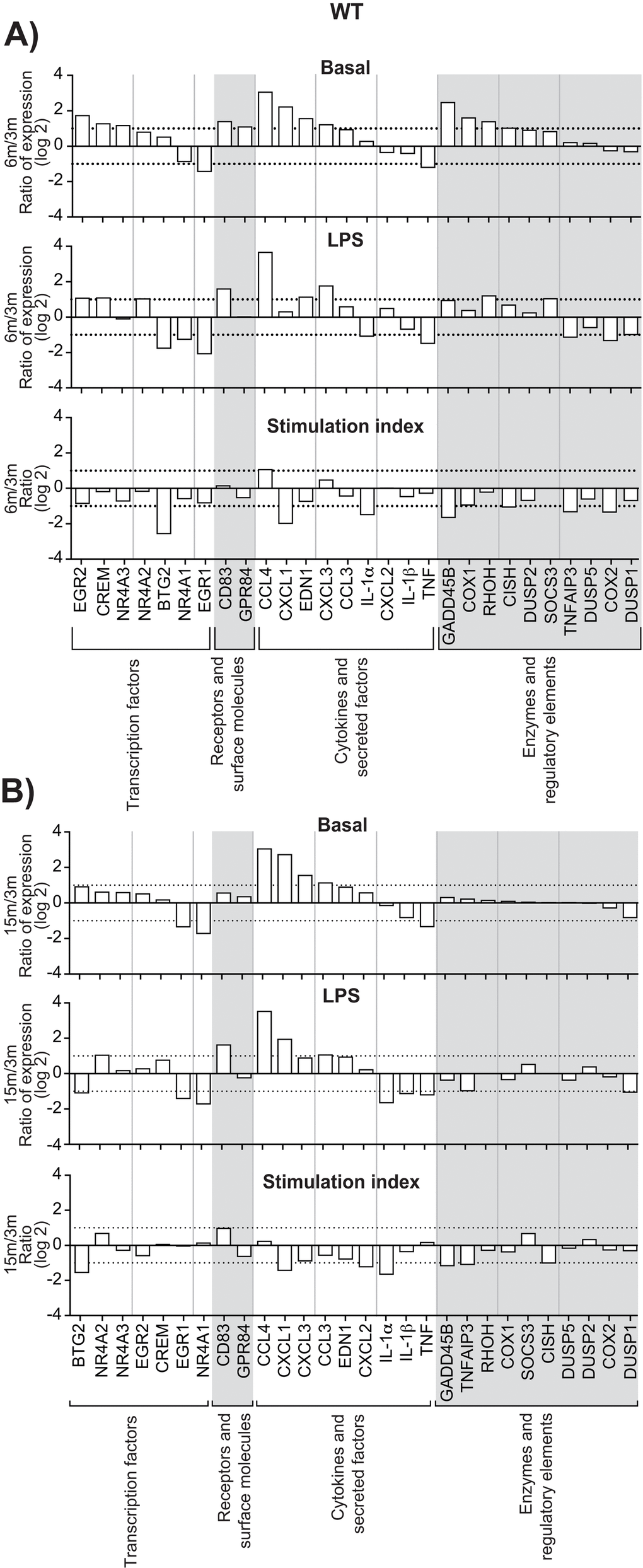 Effect of age on gene expression in leukocytes recovered from dorsal air pouches raised on WT mice. Gene mRNA transcripts were quantitated as described in Methods and categorized as transcription factors, receptors, cytokines or enzymes. In each category, genes are ranked from the largest increase to the largest decrease under basal conditions (saline injection only). (A) 6-month to 3-month age comparison. (B) 15-month to 3-month comparison. “Stimulation index” is the change due to stimulation by LPS injection, relative to the basal condition. Dotted lines indicate one doubling or halving of gene expression. Values are expressed as the base-2 logarithm.