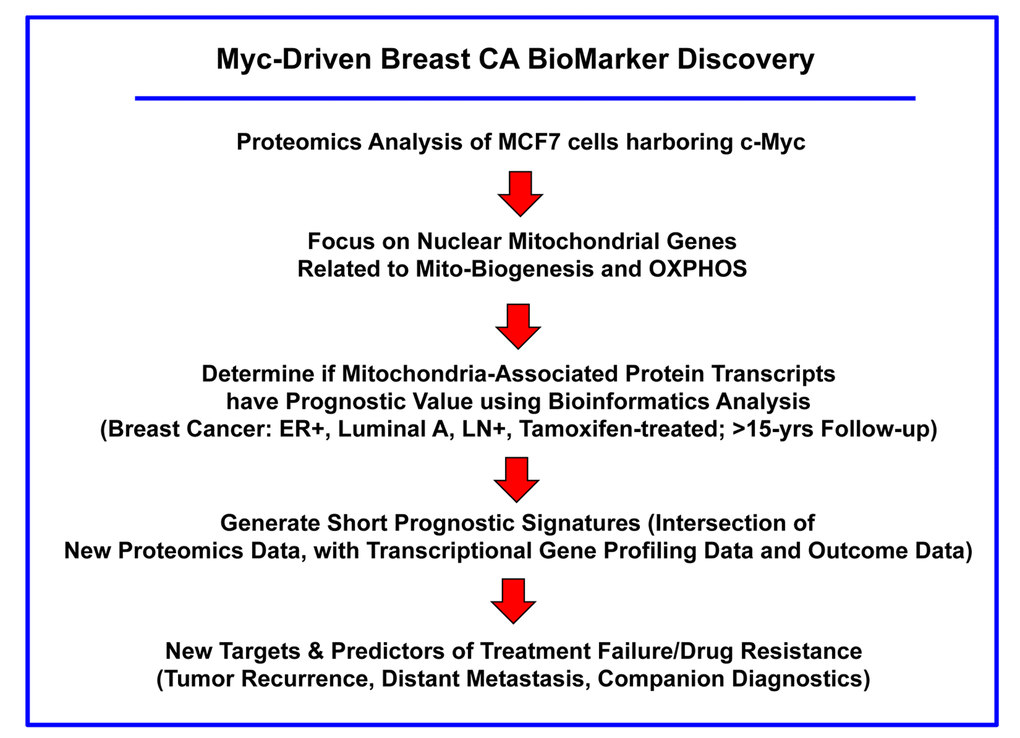 Flow-diagram illustrating our overall approach to Myc-driven biomarker discovery. In this analysis, we focused specifically on ER(+) patients, luminal A sub-type, that were lymph-node positive (LN(+)) at diagnosis, who were treated with tamoxifen and followed over a period of nearly 200 months (>15 years). In this context, we evaluated the prognostic value of Myc-related mitochondrial markers for predicting tumor recurrence (RFS) or distant metastasis (DMFS), in this patient population.