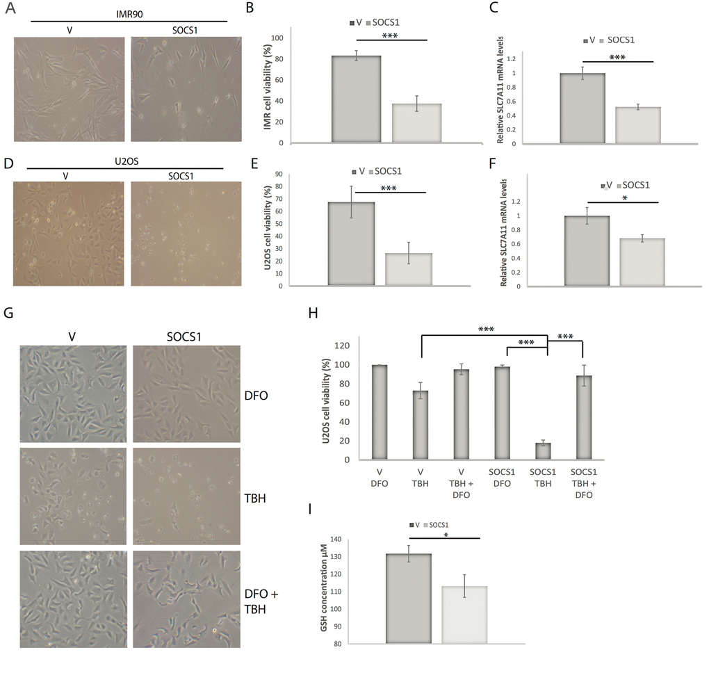 SOCS1 sensitizes cells to ferroptosis. (A) Representative photos of IMR90 cells expressing an empty vector (V) or SOCS1 (S1) and treated 24 hours after plating with 88 µM tert-butyl-hydroperoxide (TBH). Cells were assayed for cell death 16 hours after treatment. (B) Quantification of cell viability portrayed in (A) by Trypan blue staining. (C) SLC7A11 mRNA levels measured by qPCR of IMR90 cells described in (A). (D) Representative photos of U2OS cancer cells expressing either V or S1 by retroviral infection and treated 24 hours after plating with 350 µM TBH for 16 hours. (E) Quantification of cell viability of U2OS cells as portrayed in (D) by Trypan blue staining. (F) Relative SLC7A11 mRNA expression measured by qPCR in U2OS cells expressing either V or S1 as described in (D). (G) Representative photos of U2OS cancer cells expressing either V or S1 by retroviral infection and treated 24 hours after plating with either 350 µM TBH alone, 100 µM Deferoxamine mesylate (DFO) alone or the combination of both drugs. (H) Quantification of cell viability portrayed in (G) by Trypan blue cell counts. (I) GSH quantification in U2OS cells expressing either V or S1. All experiments were performed three times, error bars indicate the standard deviation of triplicates, * = p