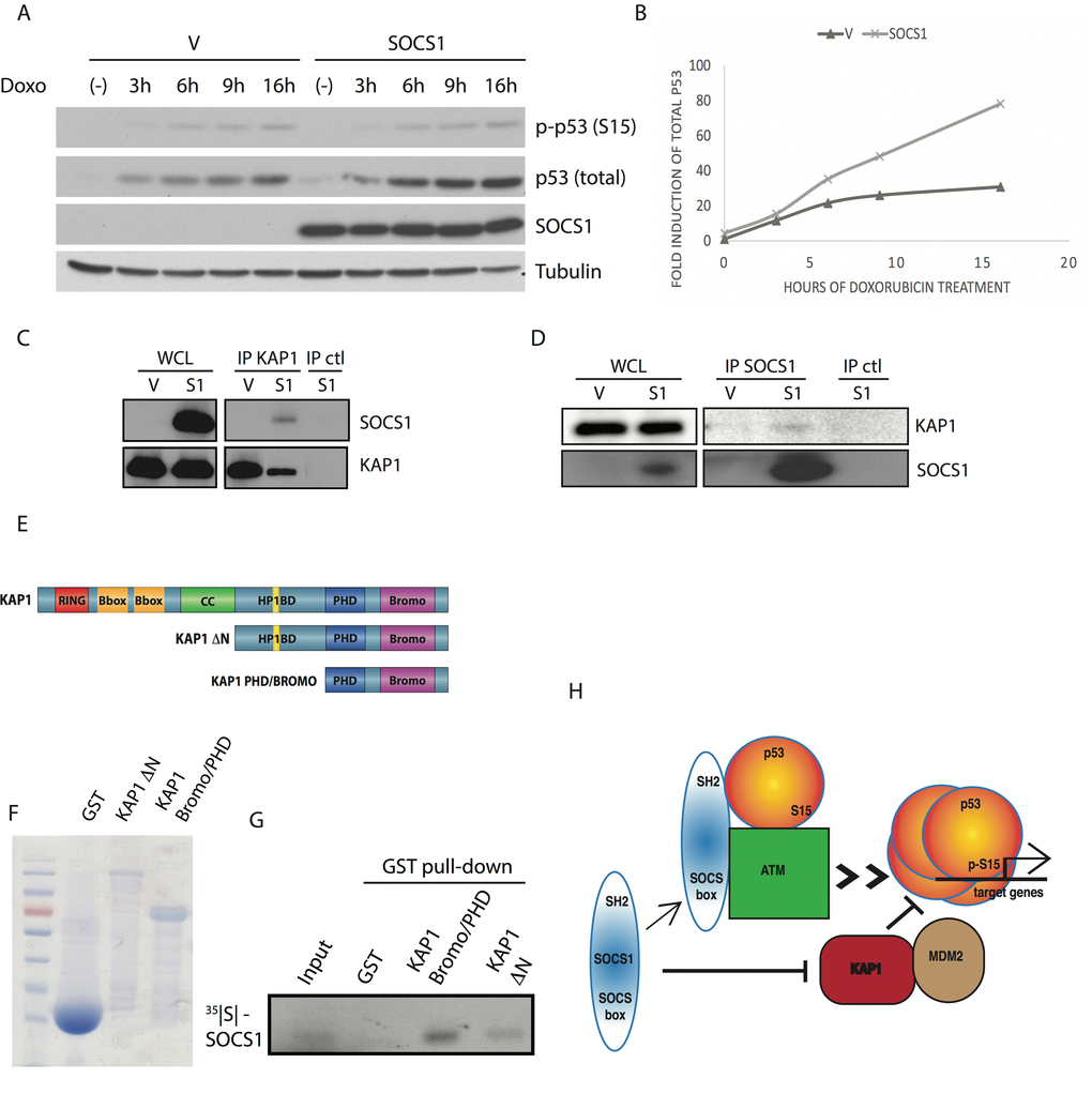 SOCS1 favors p53 accumulation in response to Doxorubicin. (A) Western blots of SOCS1, phosphorylated p53 at serine 15 [p-p53 (S15)] total p53 and tubulin in IMR90 cells expressing either empty vector (V) or SOCS1 and treated with doxorubicin (Doxo: 300 ng/mL) for 3, 6, 9, 16 hours or untreated (-). (B) Graphic representation of Western blots as in (A). Bands were quantified using image analysis software and normalized to tubulin, then plotted in a graph to show the kinetics of p53 stabilization. (C) Co-Immunoprecipitation of KAP1 with SOCS1. U2OS cell lysates of either empty vector cells (V) or SOCS1 overexpressing cells (S1) were immunoprecipitated with an antibody against KAP1 or a control antibody (IP ctl). Western blots against both KAP1 and SOCS1 were performed to confirm the presence of SOCS1 in complex with KAP1. Whole cell lysates (WCL) are used to control the expression of SOCS1 and KAP1 levels. (D) Co-immunoprecipitation as described in C. Cell lysates were immunoprecipitated with an antibody against SOCS1 or with a control antibody (IP ctl). Whole cell lysates (WCL) show the expression level of SOCS1 and KAP1. (E) Maps of the different KAP1 constructs used in experiments are depicted: KAP1 full length (KAP1), KAP1 with a deletion of its N-terminal RBCC domains (KAP1 ΔN) or KAP1 C-terminus including PHD and Bromo domains (KAP1 PHD/BROMO). (F) The constructs depicted in E. were expressed by IPTG induction in BL21 bacterial cells. Expression levels of the various constructs were assessed by migration of an SDS-PAGE gel and Coomassie staining. (G) GST pull down was performed on KAP1 constructs which were incubated with radiolabeled SOCS1. Autoradiography revealed the absence or presence of SOCS1 in each pull down. GST was used as a negative control. (H) Model for p53 activation by SOCS1 via two pathways.