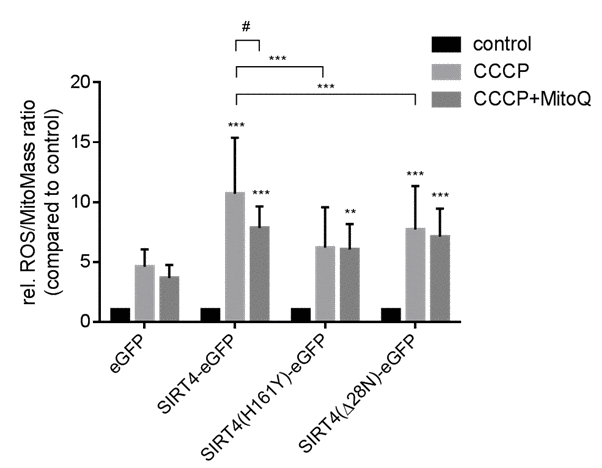 Catalytically active SIRT4-eGFP increases mitochondrial ROS production after CCCP-induced mitochondrial uncoupling. HEK293 cell lines stably expressing eGFP, SIRT4-eGFP, SIRT4(H161Y)-eGFP, or SIRT4(Δ28N)-eGFP were treated with CCCP (10 nM) for two hours either with or without pretreatment with MitoQ (100 nM; 16 hours). Thereafter cells were stained with the cell-permeant dyes MitoTracker® Deep Red and MitoSOX™ Red followed by flow cytometric analysis. Shown are mean ± s.d. values from nine experiments. To evaluate statistical significance (comparison of eGFP vs. wild-type or mutant SIRT4 or comparisons indicated by brackets) two-way ANOVA followed-up by Tukey’s test were performed (**p#p