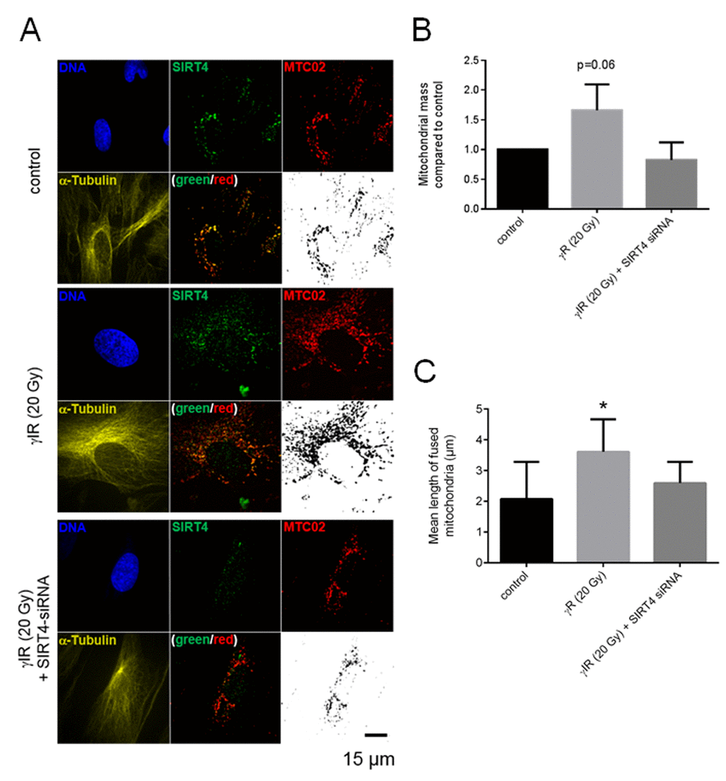 SIRT4 upregulation upon ionizing radiation stress increases L-OPA1 levels and promotes mitochondrial fusion in fibroblasts. (A) Primary human dermal fibroblasts were subjected to γIR (20 Gy) both in either the presence or absence of siRNA duplexes against SIRT4 [35] followed by subcellular visualization of SIRT4 (green), MTC02 (red), and α-Tubulin (yellow) after four days.The mitochondrial profiles (MTC02; black/white) were further visualized as binary confocal pictures. Cellular morphology/size was defined by α-Tubulin staining. Representative images are depicted. (B) Quantification of the mitochondrial mass via MTC02 staining analysis using ImageJ software (Material & Methods and suppl. Material & Methods). (C) Quantitative analysis of mitochondrial fusion/length of mitochondrial tubes (as exemplified in Suppl. Fig. 7) using ImageJ software (Material & Methods and suppl. Material & Methods). To evaluate statistical significance, two-way ANOVA followed by Tukey’s test was performed (*p