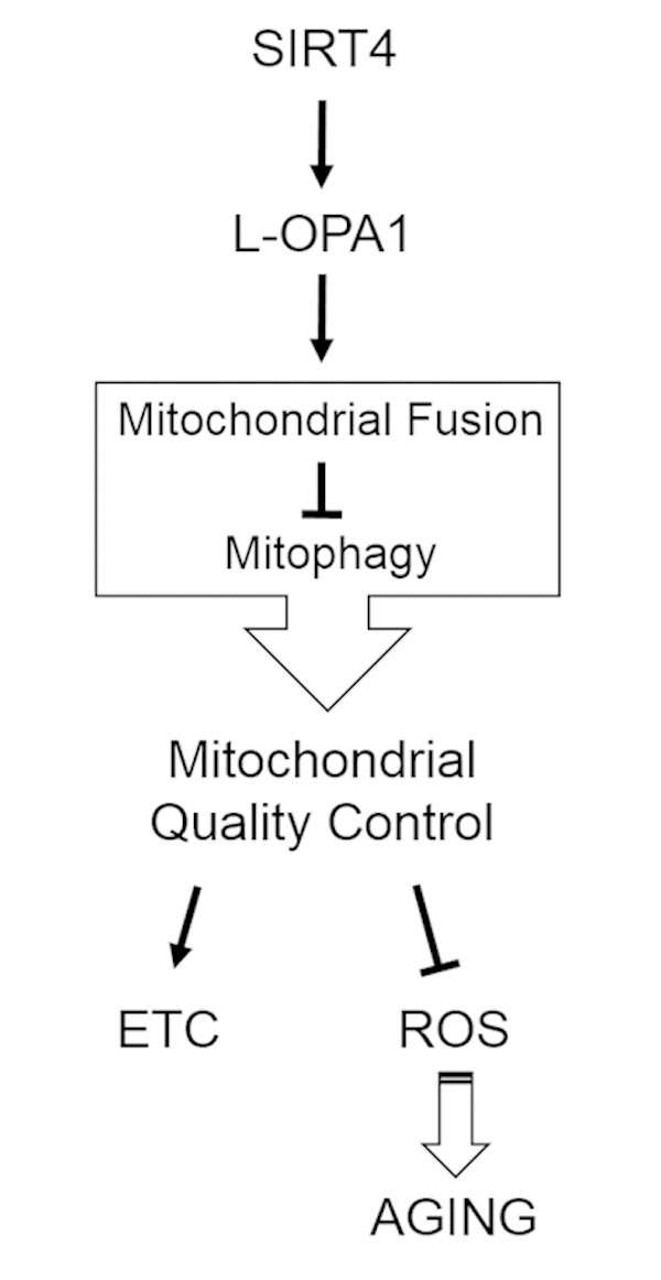 Model summarizing the regulatory role of the SIRT4-OPA1 axis in mitochondrial quality control. OPA1, optic atrophy gene 1; ETC, electron transport chain; ROS, reactive oxygen species.