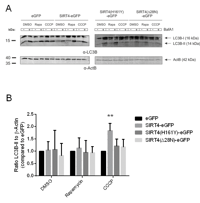 SIRT4-eGFP expression leads to an increased autophagic flux upon CCCP-induced mitochondrial uncoupling. (A) HEK293 cell lines stably expressing eGFP, SIRT4-eGFP, SIRT4(H161Y)-eGFP, or SIRT4(Δ28N)-eGFP were treated with DMSO (control), rapamycin (100 nM), or CCCP (10 µM) for two hours. In addition, during the second hour cells were either untreated (-) or co-treated (+) with BafA1 (Bafilomycin A; 100 nM) that stalls autophagic flux via inhibition of the fusion between lysosomes and autophagosomes. A representative experiment is depicted in which LC3B-I and LC3B-II levels were analyzed by immunoblotting. (B) LC3B-II signals (co-treatment with BafA1) were compared to the protein levels of β-Actin/ACTB as loading control using ImageJ based quantification. Data shown are mean ± s.d. values from four to seven experiments. To evaluate statistical significance (treatment vs. DMSO) two-way ANOVA followed by Tukey’s test was performed (**p