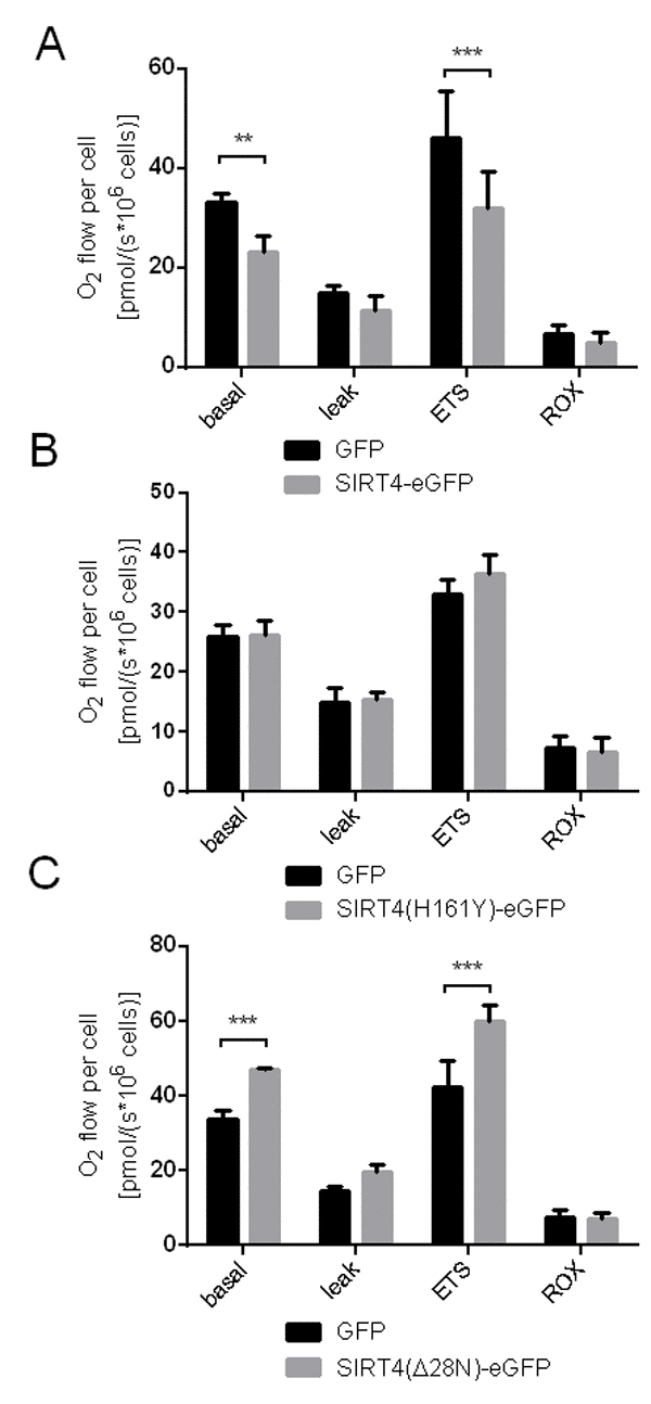 Oxygen consumption is reduced in HEK293 cells expressing SIRT4-eGFP. Respirometric measurements of oxygen consumption were performed in HEK293 cell lines stably expressing SIRT4-eGFP (A), SIRT4(H161Y)-eGFP (B), or SIRT4(Δ28N)-eGFP (C) as previously described [52,64]. Oxygen consumption was measured under basal and stressed conditions (leak: treatment with oligomycin A, 2 µg/ml; ETS: mitochondrial uncoupling of the electron transport system using CCCP, 400-500 nM; residual oxygen consumption, ROX: treatment with 500 nM rotenone and 2.5 µM antimycin A) as compared to control cells expressing eGFP. To evaluate statistical significance two-way ANOVA followed by Tukey’s test was performed [**p