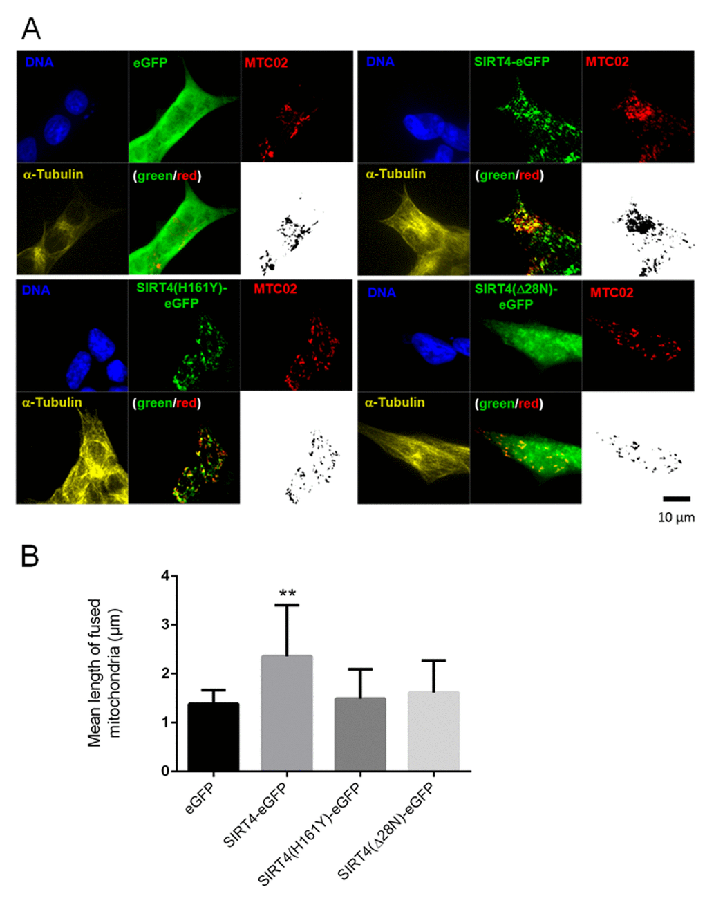 SIRT4-eGFP expression leads to increased mitochondrial aggregation/fusion. (A) Subcellular visualization of the mitochondrial marker MTC02 and α-Tubulin was performed by confocal microscopy in HEK293 cells stably expressing eGFP, SIRT4-eGFP, SIRT4(H161Y)-eGFP, or SIRT4(Δ28N)-eGFP. Mitochondrial profiles (MTC02; black/white pictures) were visualized using ImageJ software (Material & Methods and suppl. Material & Methods) to integrate microscopic confocal pictures. Cellular morphology/size was defined by α-Tubulin staining. Representative images are depicted. (B) Quantification of the mean length of fused mitochondria in cells expressing SIRT4-eGFP or its mutants. Numbers of cells analyzed from four experiments: eGFP, 136; SIRT4-eGFP, 75; SIRT4(H161Y)-eGFP, 104; SIRT4(Δ28N)-eGFP, 107. To evaluate statistical significance (compared to eGFP), two-way ANOVA followed-up by Tukey’s test was performed (**p