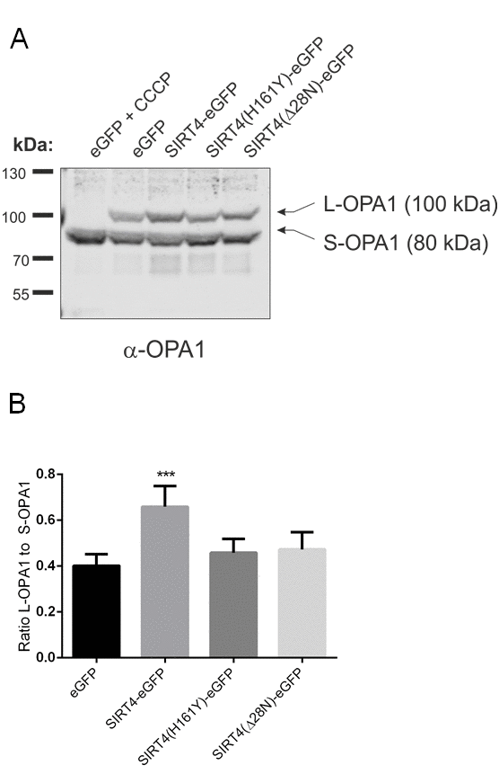 SIRT4-eGFP expression stabilizes the mitochondrial fusion regulator L-OPA1. (A) The expression of L-OPA1 vs. S-OPA1 was analyzed by immunoblotting in HEK293 cells stably expressing eGFP, SIRT4-eGFP, SIRT4(H161Y)-eGFP, or SIRT4(Δ28N)-eGFP. As a control for complete proteolytic processing of L-OPA1 to S-OPA1 eGFP-expressing control cells were treated with CCCP (10 µM) for two hours. (B) The ratio between the expression levels of L-OPA1 and S-OPA1 was determined by ImageJ-based densitometric analysis. To evaluate statistical significance (compared to eGFP), two-way ANOVA followed by Tukey’s tests was performed (**p