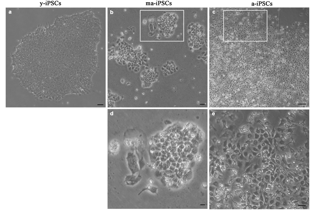 Bright field images, acquired at the inverted microscope of y-iPSCs (a), ma-iPSCs (b,d) and a-iPSCs (c,e). Scale bars, 20 μm (a-c), 10 μm (d,e).