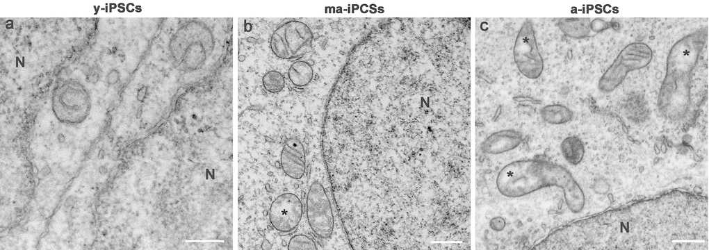 FIB/SEM micrographs of y-, ma- and a-iPSCs showing changes in mitochondrial structure during culturing time. Mitochondria with disorganized cristae are indicated by the asterisks in ma- and a-iPSCs. N, nuclei Scale bars, 1μm.