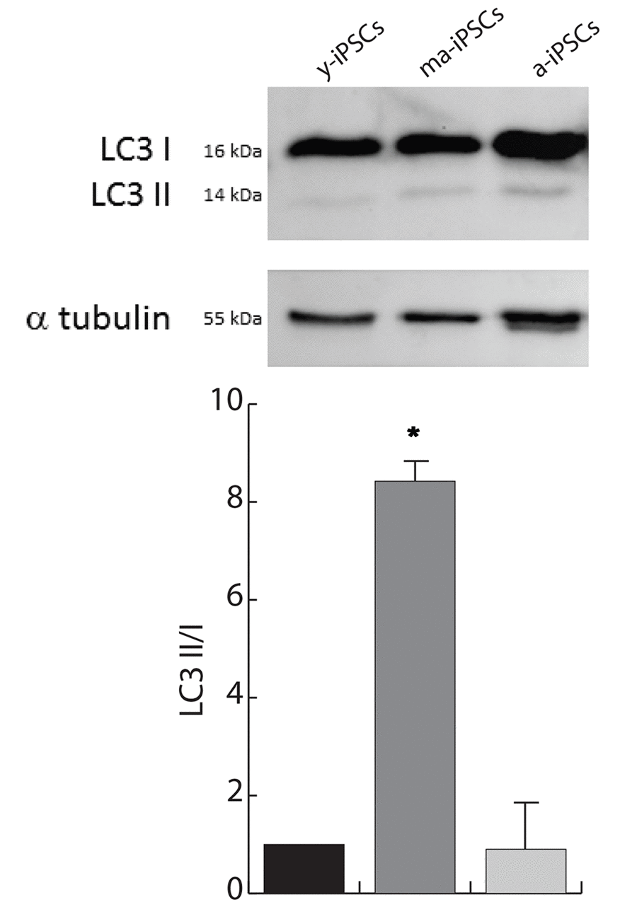 Autophagy is increased in ma-iPSCs when compared with y- and a-iPSCs. Western blot analysis of LC3 I/II, and alpha-tubulin as loading control is shown. Bar graph shows the LC3–II/I ratio and represents the mean± SD of three experiments.