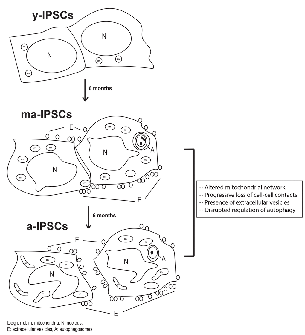 Schematic diagram of biological features observed in y-iPSCs, ma- (following 6 months of culture) and a-iPSCs (In particular, we highlighted the mitochondrial disruption, the progressive loss of cell- cell contacts, the presence of autophagosomes and extracellular vesicles with aging. m, mitochondria; N, nucleus; E, extracellular vesicles; A, autophagosomes.