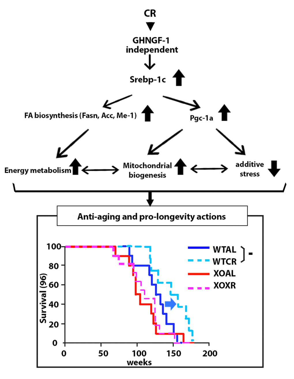 Diagram demonstrating the proposed novel molecular mechanism of beneficial CR-associated metabolic changes in WAT and longevity effects, and survival curves of WT and KO fed AL (WTAL and KOAL) and subjected to CR (WTCR and KOCR) groups.
