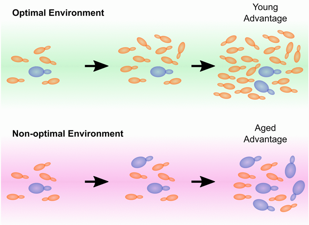 Aging cells thrive in non-optimal environments. Whereas the aging cells in a population are at a competitive disadvantage during growth on media for which the organism is specialised, we observe that aging yeast cells have a competitive advantage in non-optimal conditions. This provides an unexpected selective advantage for aging cells when the population is exposed to non-optimal or fluctuating environments.