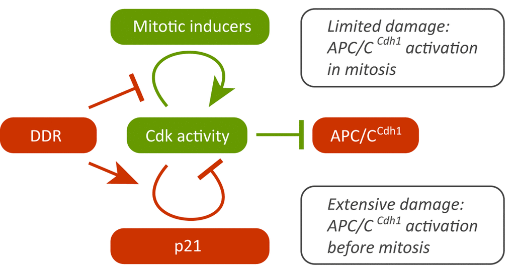 Cdk stimulates its own activity by several feedback loops, ultimately leading to mitotic entry. In the presence of DNA damage, Cdk also drives production of p21, which reduces Cdk activity and eventually leads to activation of APC/C-Cdh1. Active APC/C-Cdh1 degrades mitotic inducers and forces cell-cycle exit and senescence. Thus, after DNA damage, the signalling that if unchecked would drive mitotic entry ensures timely cell cycle exit and senescence.