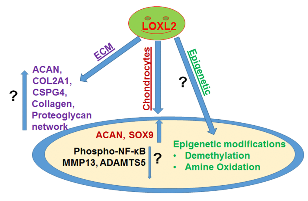 The role of LOXL2 in osteoarthritis and cartilage regeneration: Our studies showed that LOXL2 transduction in vitro and in vivo induces anabolic gene expression [COL2A1, SOX9, ACAN, lysine-specific demethylase 6B (KDM6B), chondroitin sulfate proteoglycan 4 (CSPG4, lubricin)], extracellular matrix (ECM) remodeling and proteoglycan deposition, while attenuating catabolic genes [matrix metalloproteinase 13 (MMP13) and NF-κB signaling]. However, LOXL2 induced specific mechanism and epigenetic regulation during anabolic response are yet to be characterized in details. Increased and decreased level by arrows (up-down) and unknown role (?) are indicated in figure.