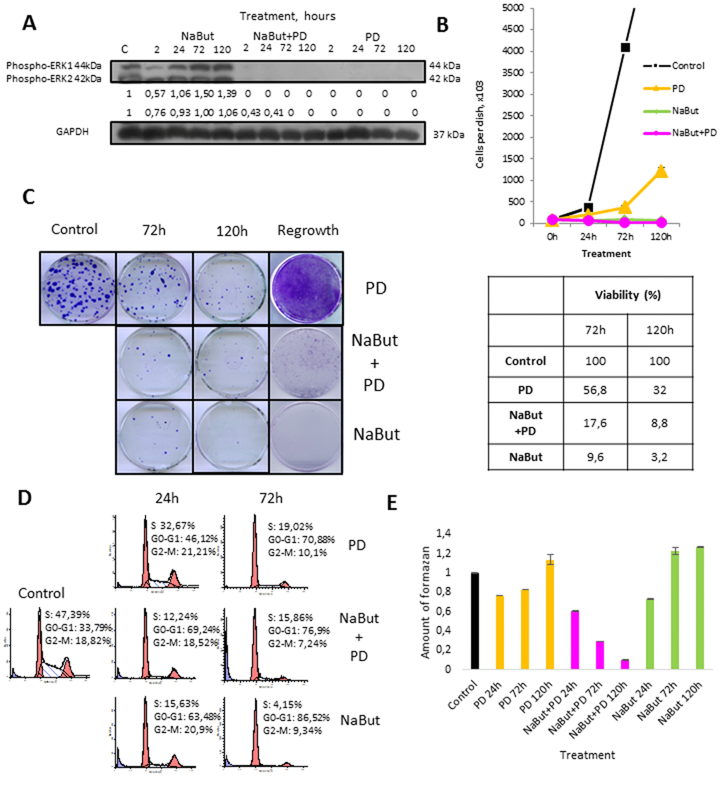 Replicatively senescent cells are arrested in G1 and G2 phases - Figure F1