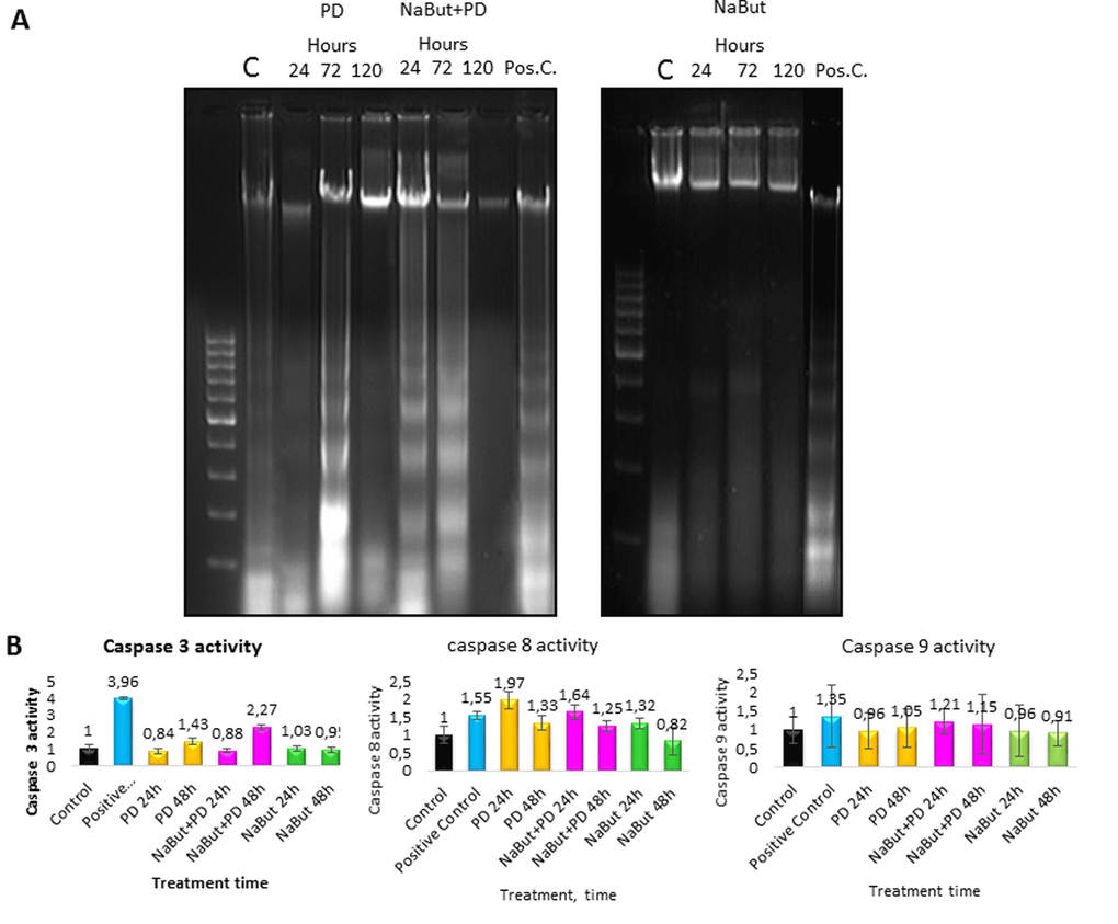 ERas cells undergo caspase 3- and caspase 8-regulated apoptosis upon MEK/ERK inhibition. ERas cells undergo caspase 3- and caspase 8-regulated apoptosis upon MEK/ERK inhibition. (A) 2% agarose gel-electrophoresis of DNA fragments extracted from cells after exposure to inhibitors shows apoptotic nucleosomal DNA fragmentation in senescent cells with suppressed MEK/ERK. Cells were treated with inhibitors for indicated time or left untreated and processed to electrophoresis. DNA visualized with ethidium bromide. DNA fragments extracted from serum-starved ERas cells undergoing apoptosis were used as a positive control. (B) Graphical representation of data on caspase 3, 9 and 8 activities after treatment with inhibitors. At the indicated times caspase 3 and 8 activities were measured using Ac-DEVD-AMC for caspase-3, Ac-VETD-AMC for caspase 8 and Ac-LEHD-AFC for caspase 9 fluorogenic substrates at proper wavelengths. Data are presented as mean ±S.E.M. of three independent replicates (n=3).