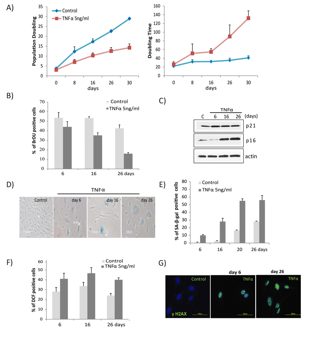 TNFα induces senescence and DNA damage in HUVECs. (A) Long-term growth curve of cells exposed to recombinant human TNFα (5ng/ml). Untreated cells were used as controls. Population doubling and doubling times were calculated based on cell density at confluence. Data represent mean values from 3 independent experiments. (B) The percentage of BrdU-positive cells was determined by FACS analysis in cells untreated or chronically treated with TNFα at the concentration indicated. (C) Western blot analysis of p21, p16, and actin in cells treated with TNFα 5ng/ml for the indicated times. (D) SA-β-gal activity in TNFα (5ng/ml)-treated or control cells for the indicated number of days. (E) Percentages of SA-β-gal-positive cells in control or TNFα-treated cultures. The data represent 2 independent counts of 200 cells from 3 independent experiments. (F) Intracellular ROS levels were monitored by 2',7’-dichlorodihydrofluorescein diacetate staining followed by flow cytometry. Bar graph represents percentage of DCFDA-positive cells treated with TNFα or medium alone. (G) Immunofluorescence detection of γH2AX foci in controls or cells treated with TNFα (5ng/ml) for indicated days. Data in A, B, E, and F represent mean value ± standard deviation (s.d.) from n=3, 2, 3, and 2 independent experiments, respectively.