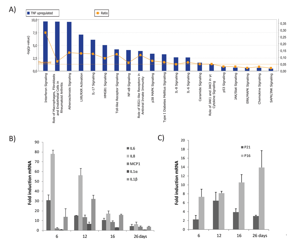 Top canonical pathways identified by IPA analysis in TNFα-induced senescence. (A) Bar chart represents the top canonical signaling pathways that were influenced during TNFα-induced senescence. p-values were determined using Fisher´s exact test with a threshold value of >0.05. Ratios represent the number of genes that mapped to a specific canonical pathway divided by the total number of genes that make up the respective pathway. (B) Relative mRNA expression of SASP components in cells treated with TNFα at 6, 16, or 26 days compared to untreated cells. (C) Relative mRNA expression of p16 and p21 in cells treated with TNFα (5ng/ml) compared to untreated cells. Results are mean ± standard deviation of n=2 independent experiments.