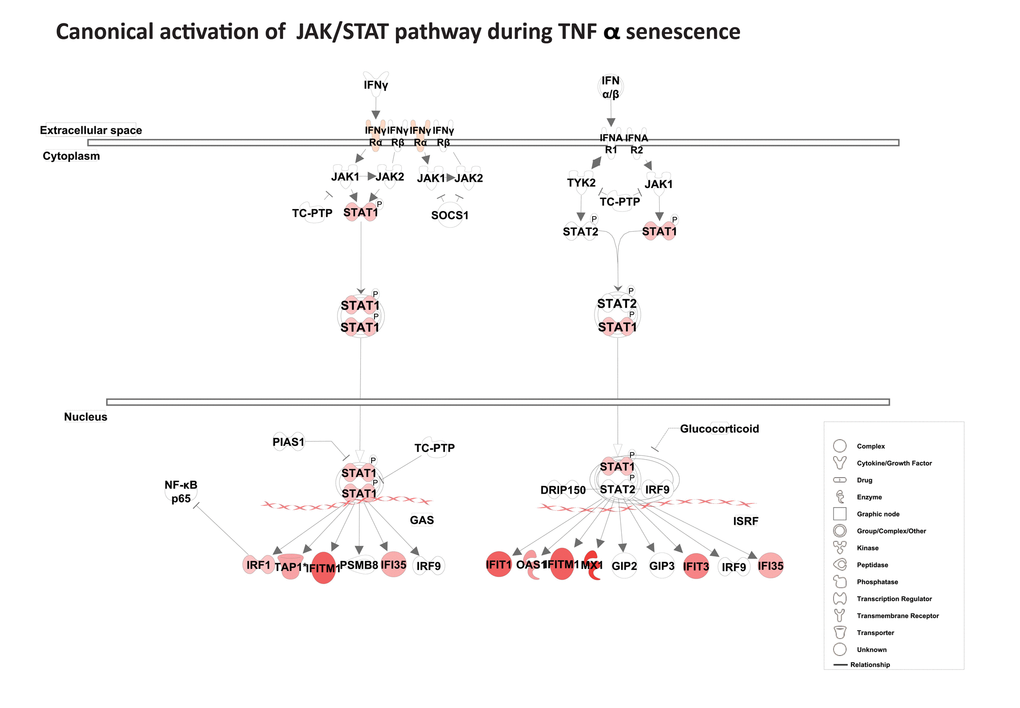 Activation of the canonical JAK/ STAT pathway. Pathway analysis using IPA reveals canonical activation of STAT1 acts as a central regulator for JAK/ STAT-mediated interferon response genes during TNFα-induced senescence. The red symbols represent up-regulated genes, with the intensity of node color indicating degree of up-regulation and white indicating genes absent from the list. Shape of nodes denotes functions of gene products.