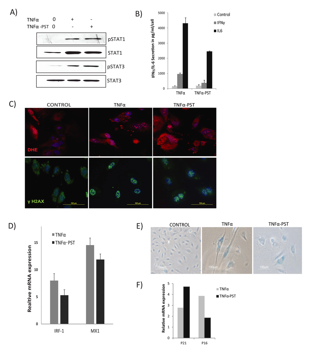 Persistent activation of STAT1/3. Cells were exposed to TNFα (20ng/ml) for 3 days, then washed to remove the residual TNFα and cultured for 3 days in the absence of exogenous TNFα (TNFα-PST). Parallel cultures were exposed to exogenous TNFα throughout the experiment. (A) Levels of p-Ser727-STAT1, p-Tyr705-STAT3, and total STAT3 proteins were quantified by immunoblot. (B) Secretion of IL-6/IFNγ was assessed in culture supernatants from cells treated with TNFα as indicated. (C) Immunodetection of ROS production and γH2AX foci in control or cells treated with TNFα or TNFα-post-stimulated (PST), as indicated. (D) Real-time gene expression of IRF1 and MX1 in cells exposed to TNFα or TNFα-PST for 3 days. Results were normalized to internal control TBP and are shown relative to untreated cells. (E) SA-β-gal activity in TNFα-treated cells for 3 days or in cells treated with TNFα (20ng/ml) for three days, then washed to remove residual TNFα and left untreated for another 3 days. (F) mRNA expression of p21 and p16 quantified by real-time PCR in cells exposed to TNFα or TNFα-PST for 3 days. Data in D and F represent mean value of ± sd from 2 independent experiments.